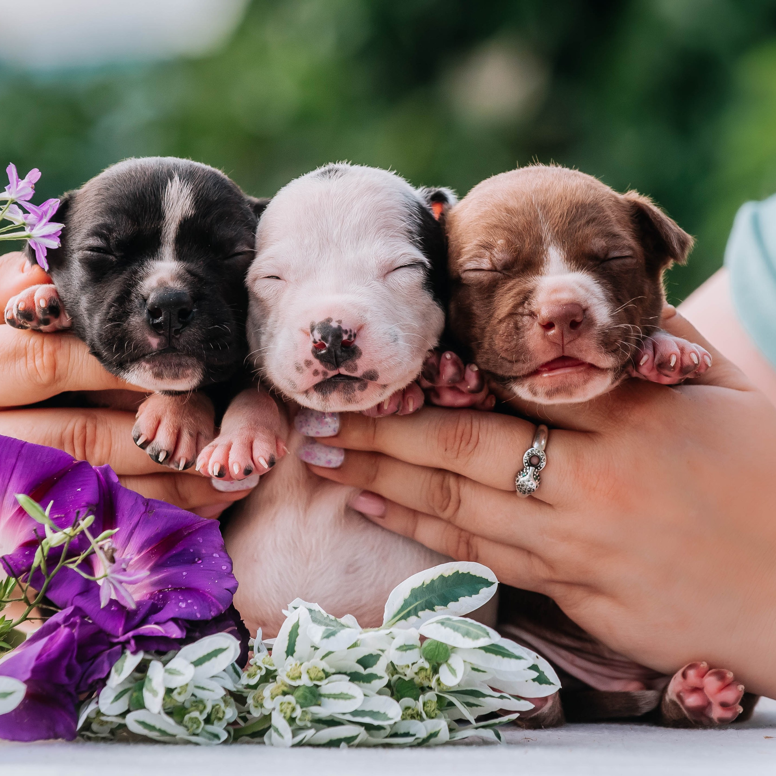 Щенки 2 недели