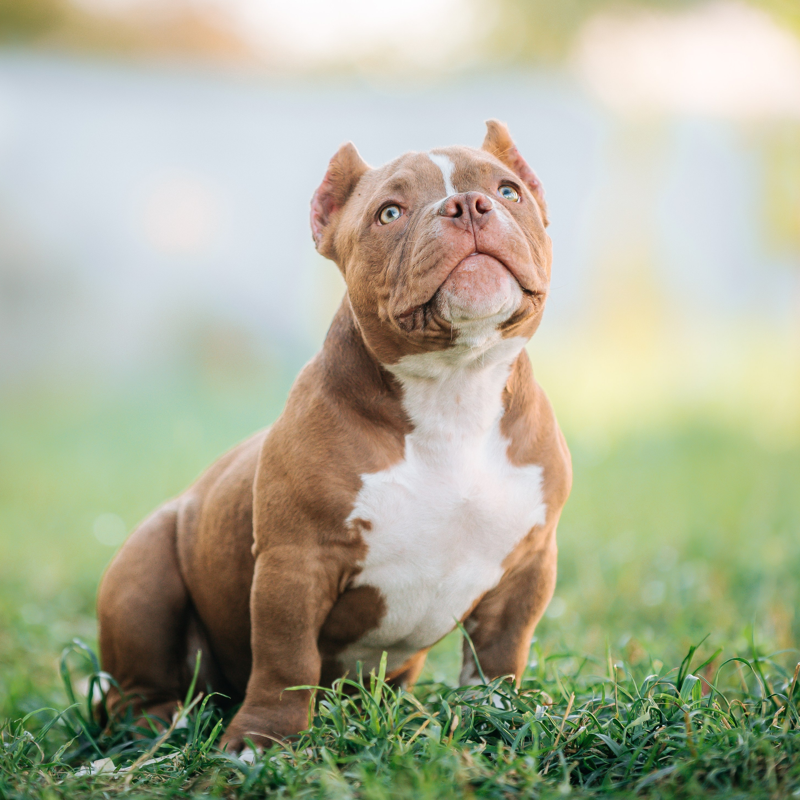 Американский булли щенки