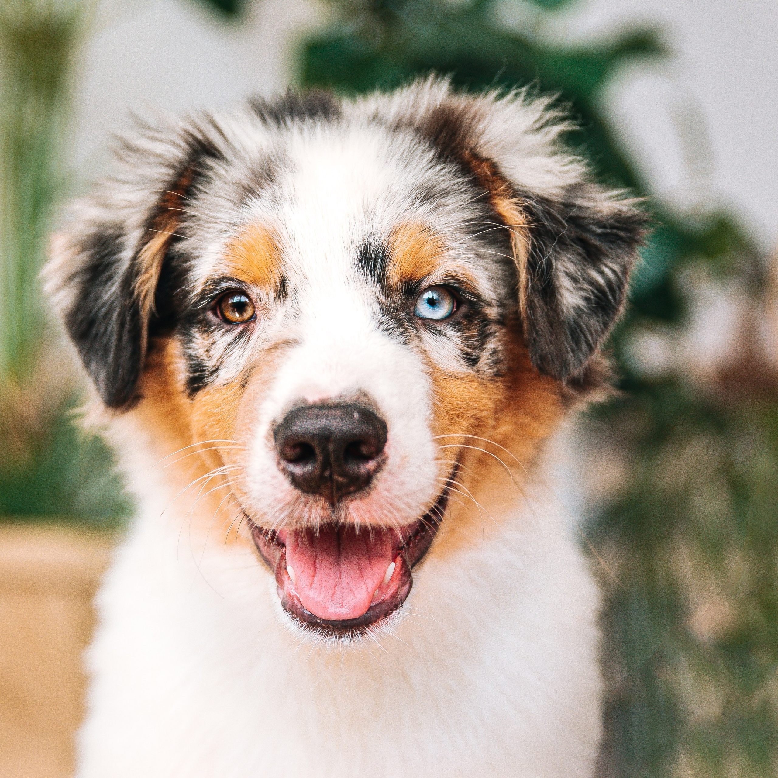 Аусси щенки студия