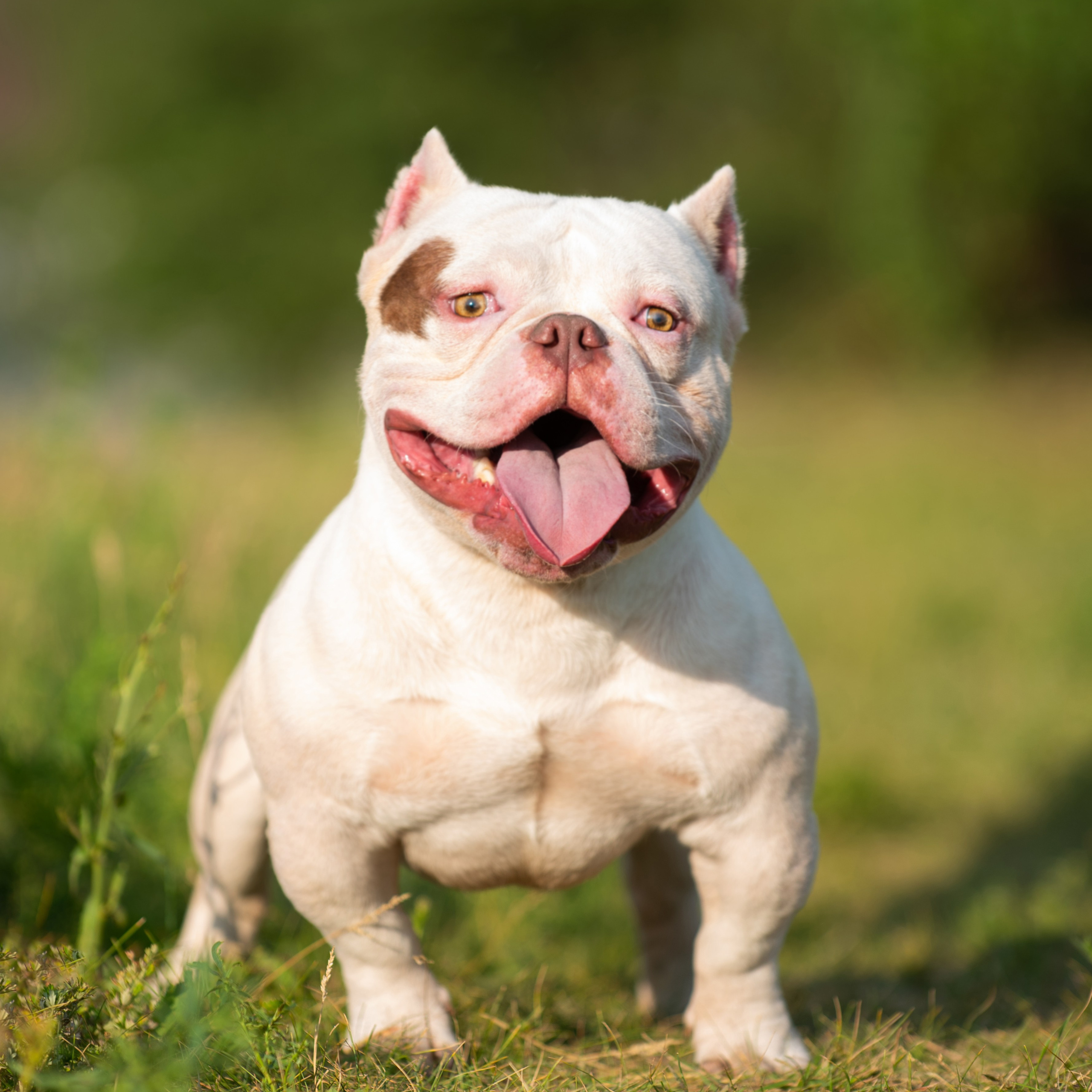 Американский булли Орбит