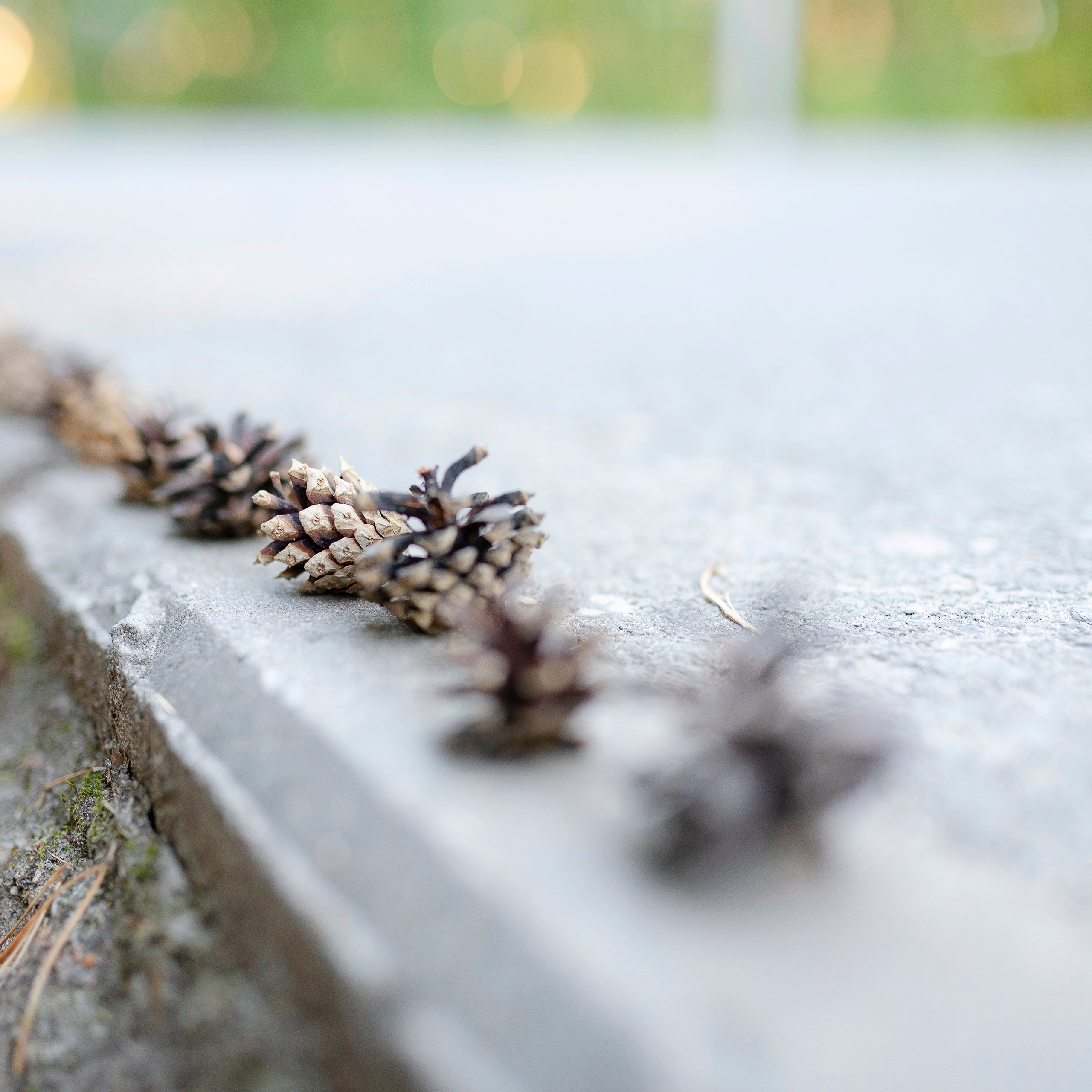 Семейная прогулка в Кедровом