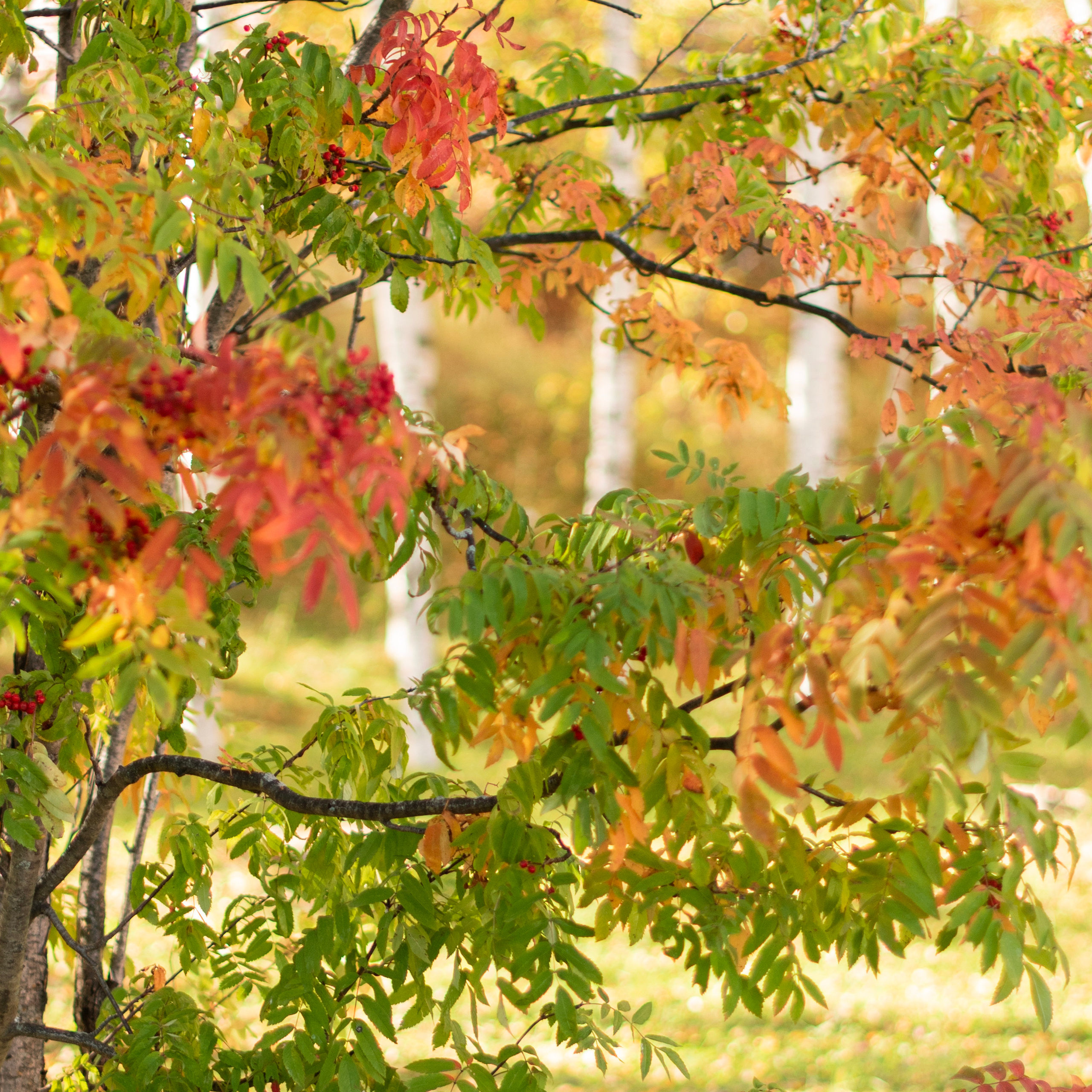 Отзывы. Детский и семейный фотограф в Сургуте и Нефтеюганске Анна Старцева