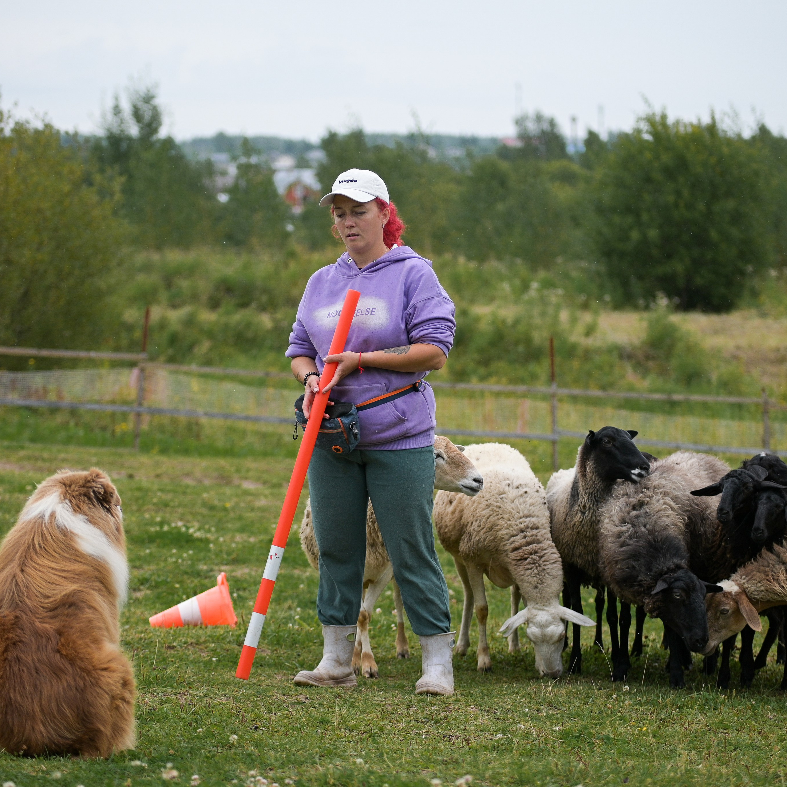 Пастьба собак