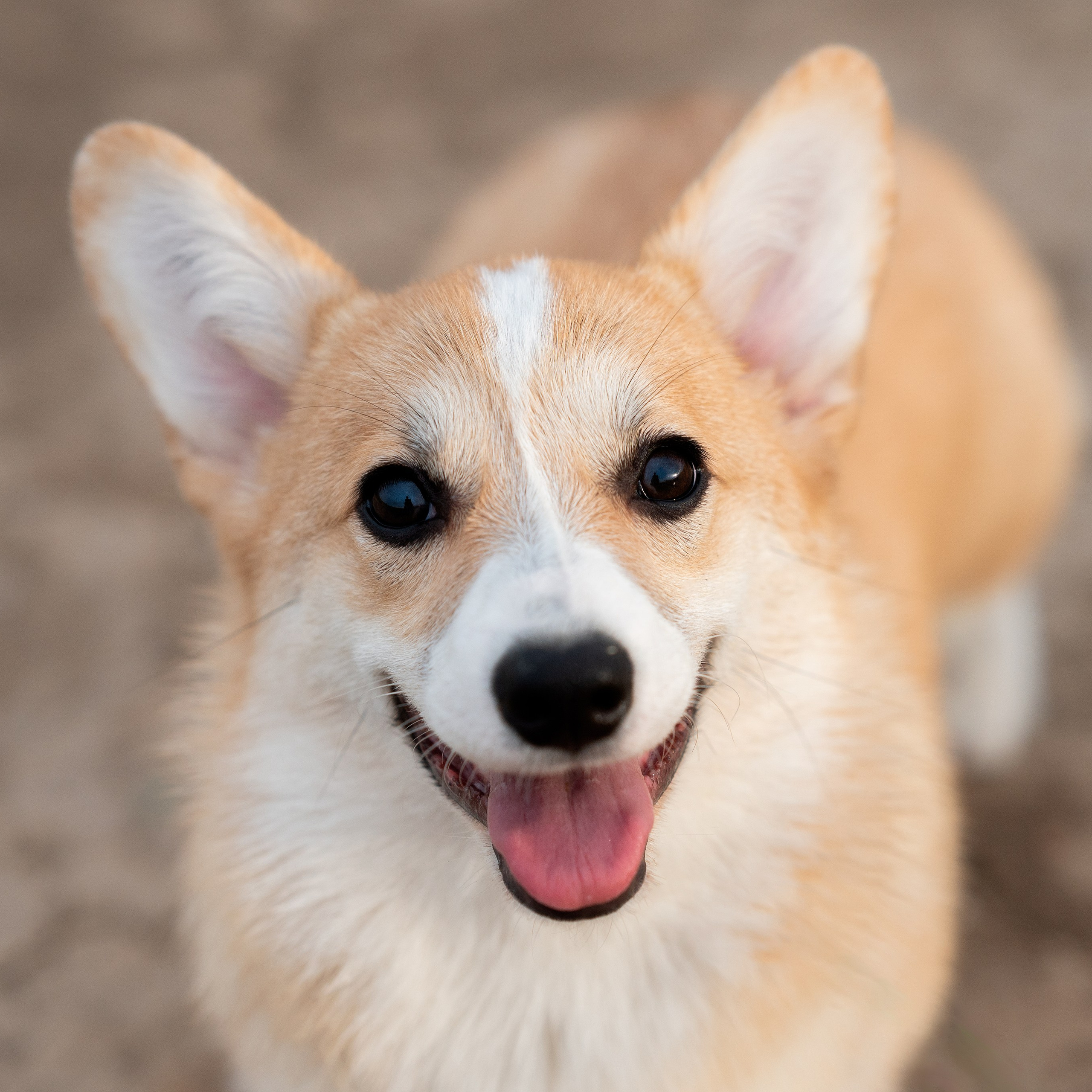 Заводчик Ольга Кушкина