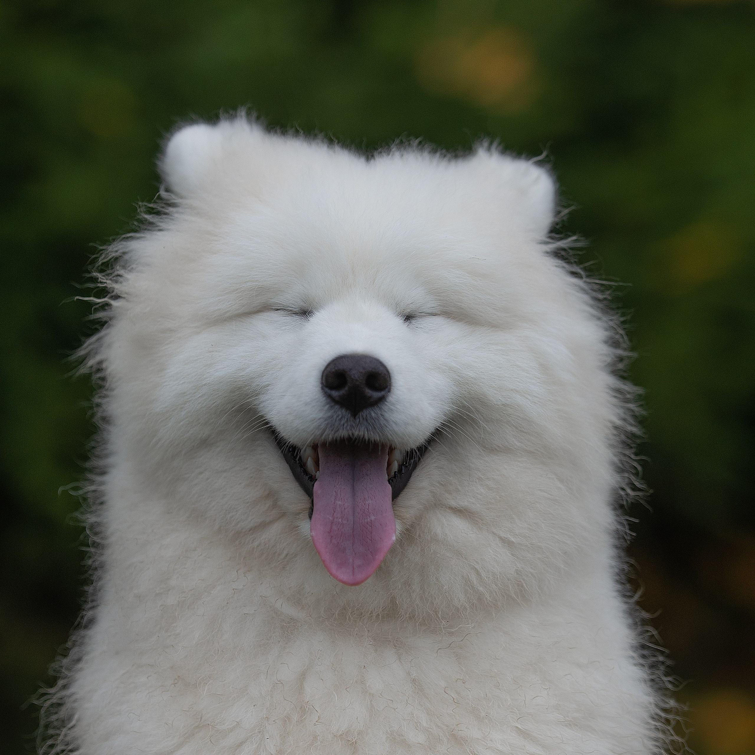 Собаки питомника Версаль