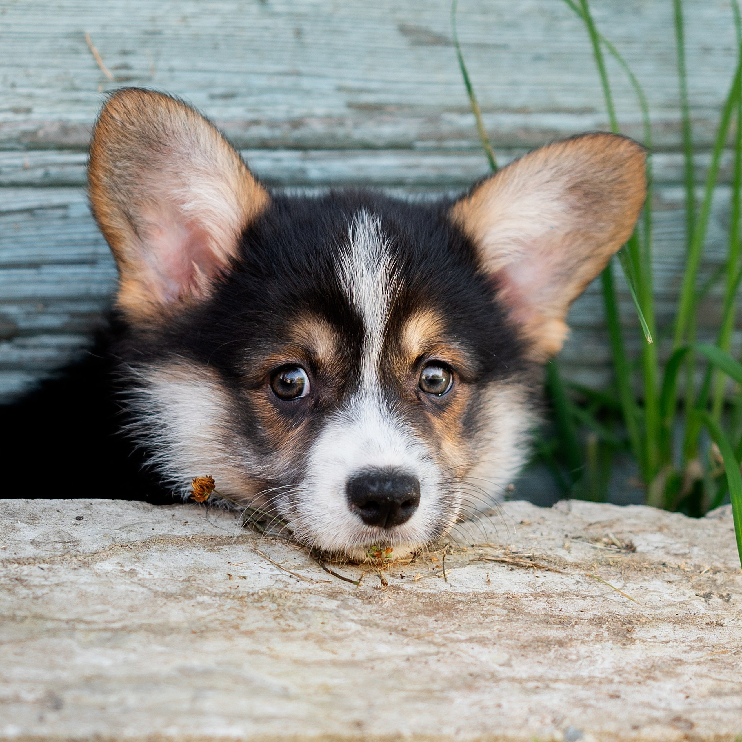 Заводчик Анастасия Подгорбунская