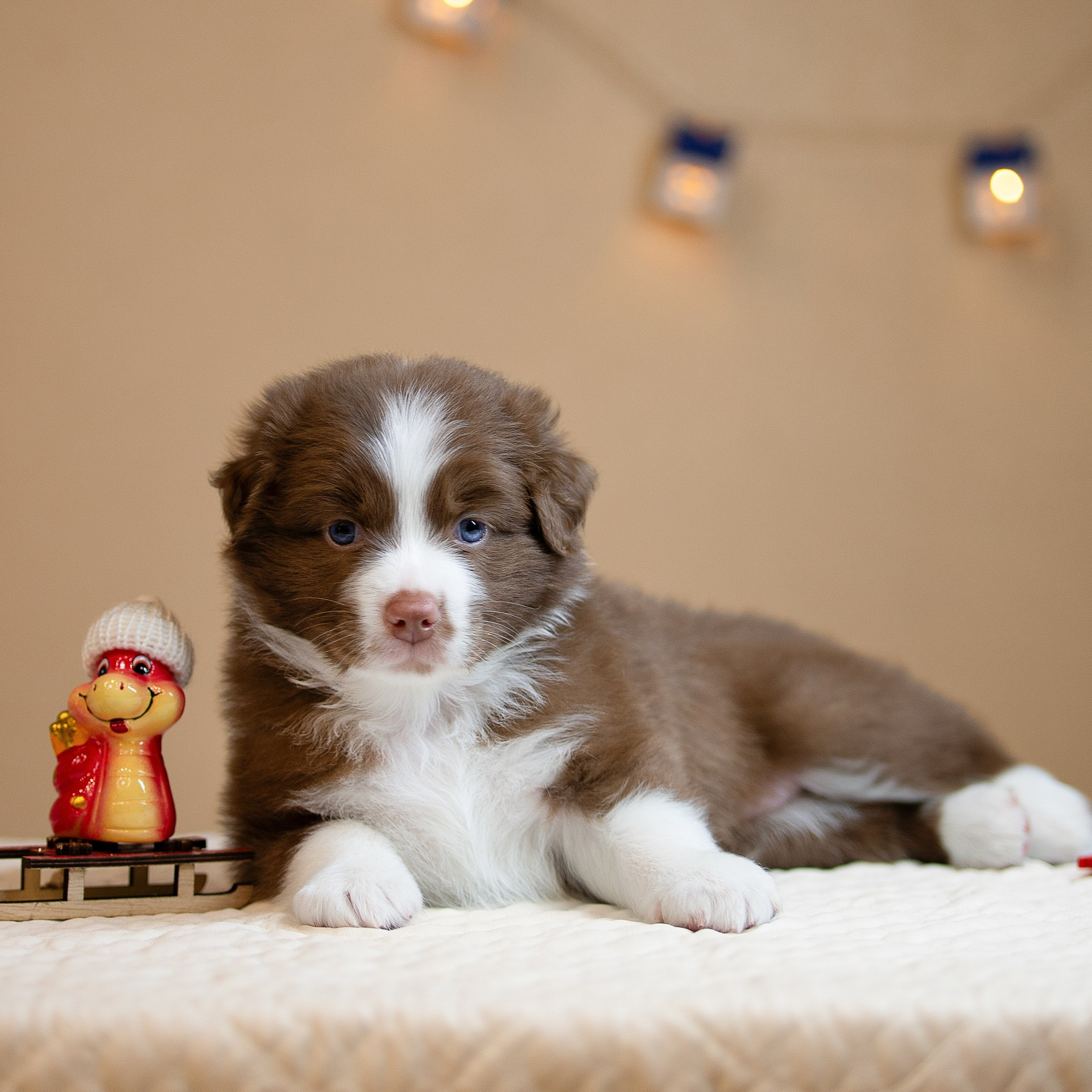 Заводчик Ольга Тутлова