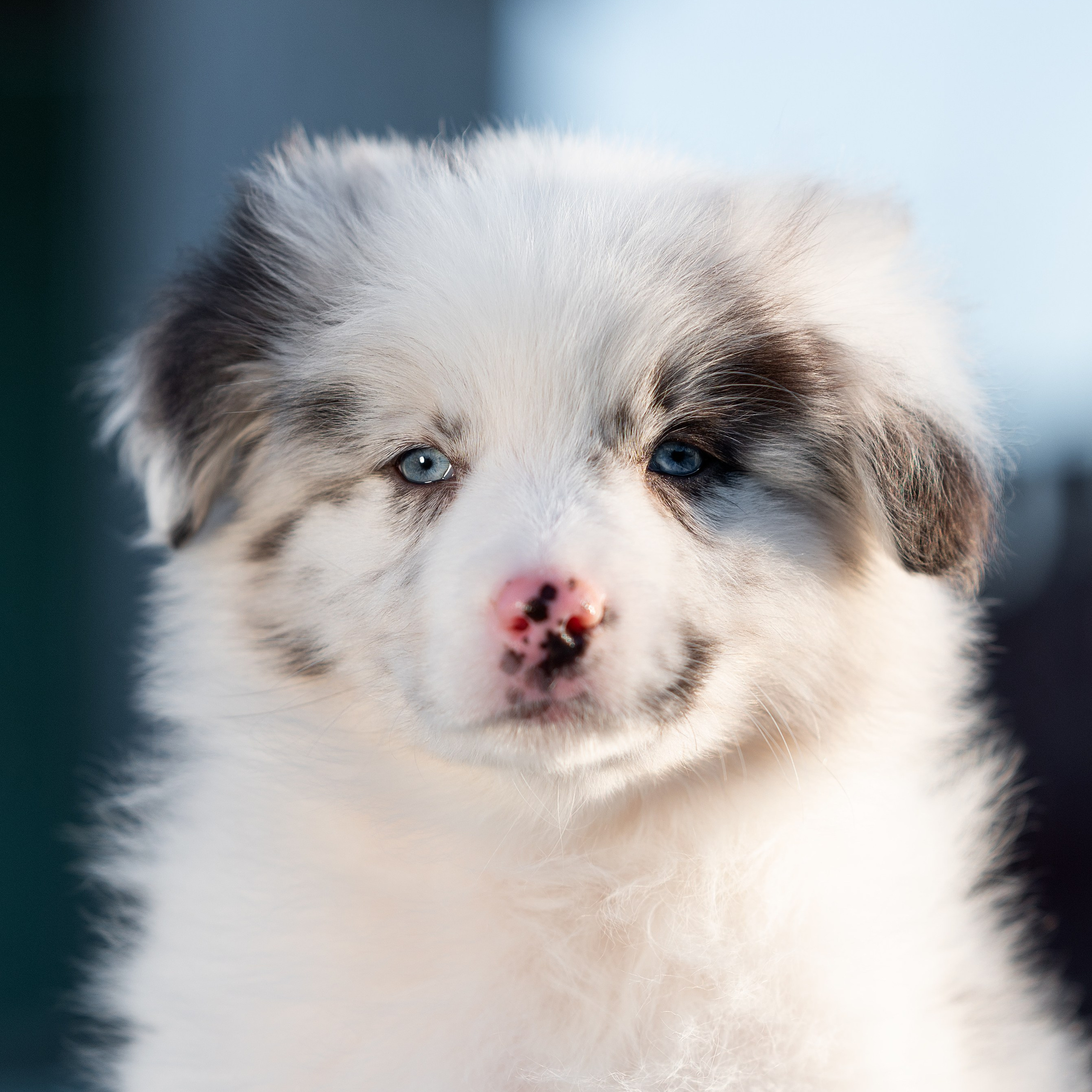 Заводчик Влада Эльман