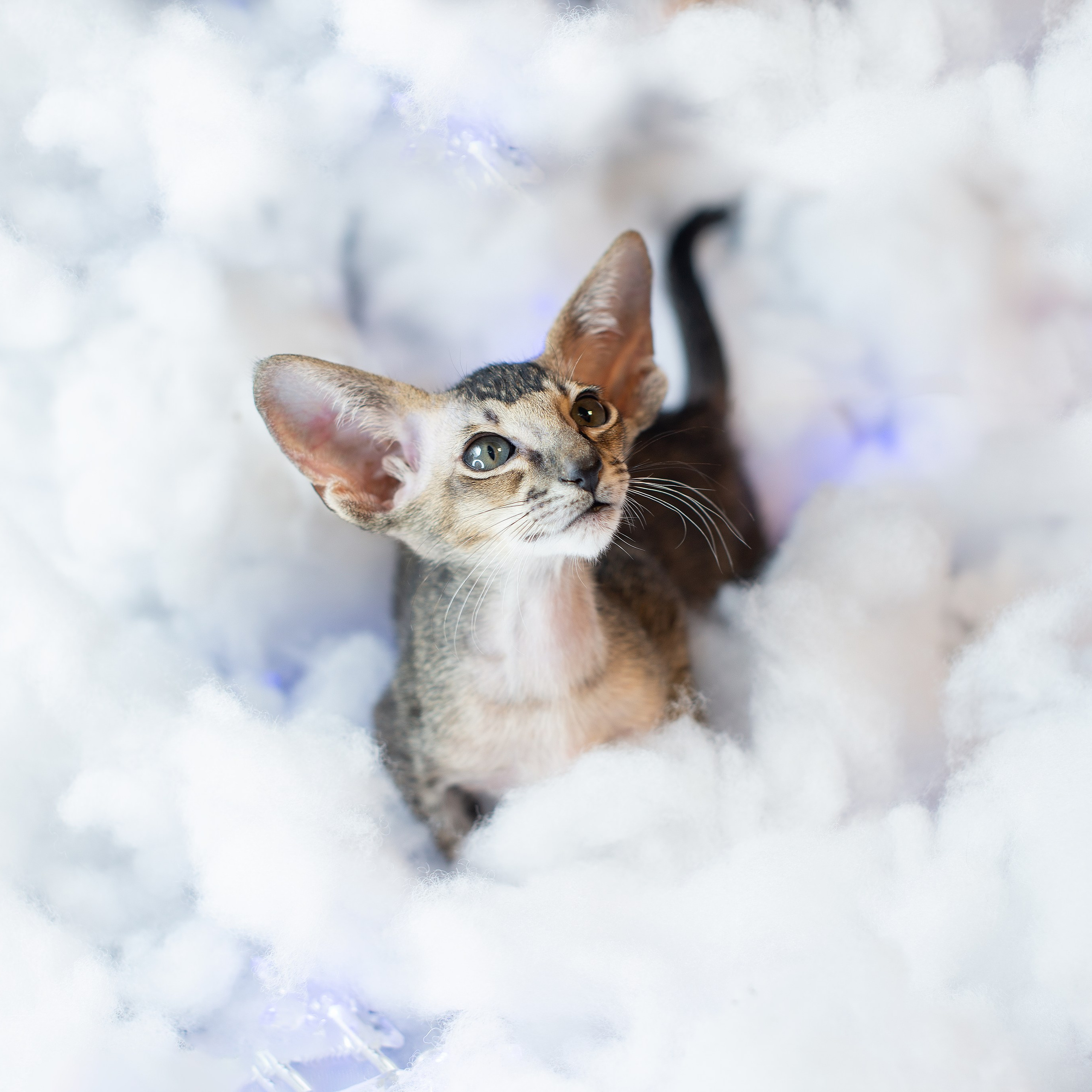 Заводчик Юлия Панова