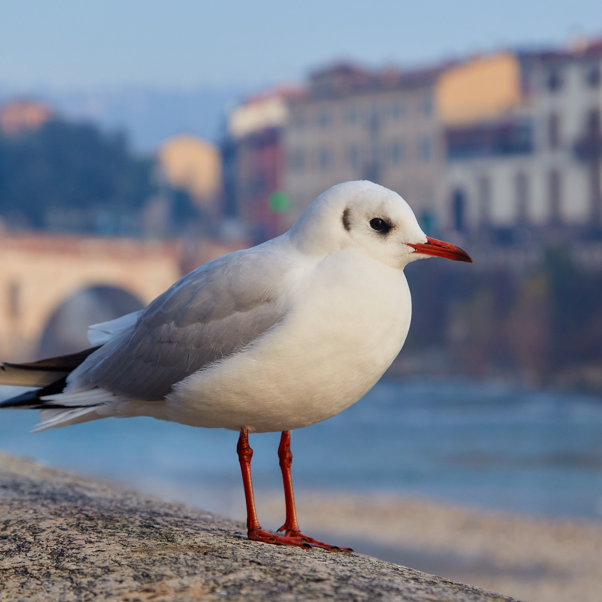 Verona / Italy / january 2020