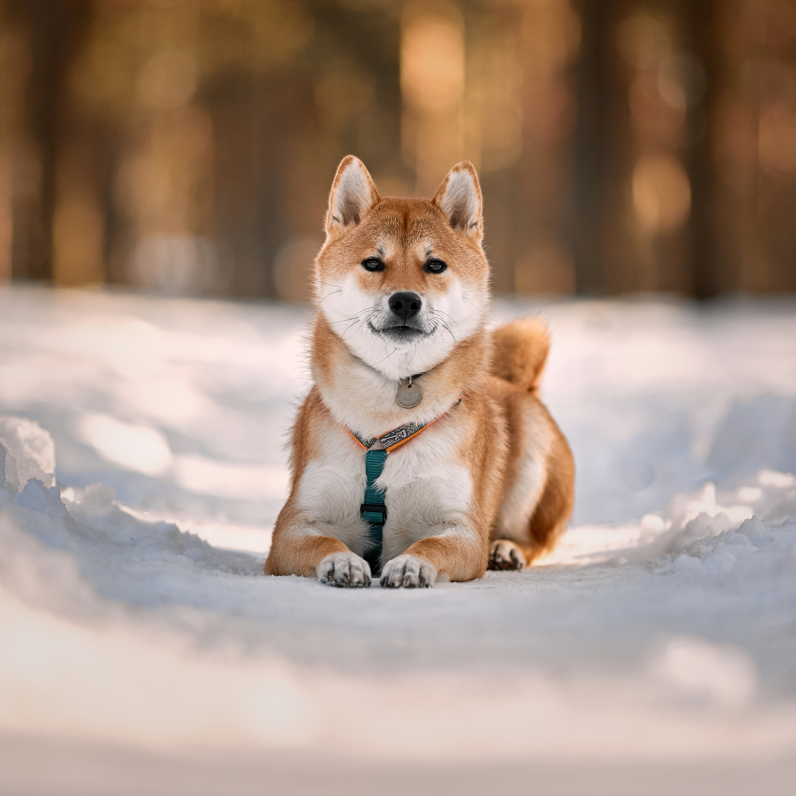 Ирина и Симба