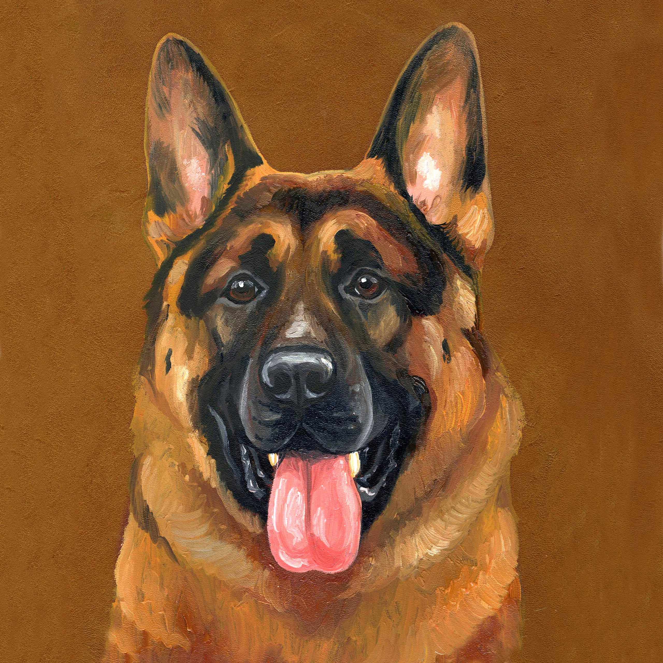 1 группа — пастушьи и скотогонные собаки