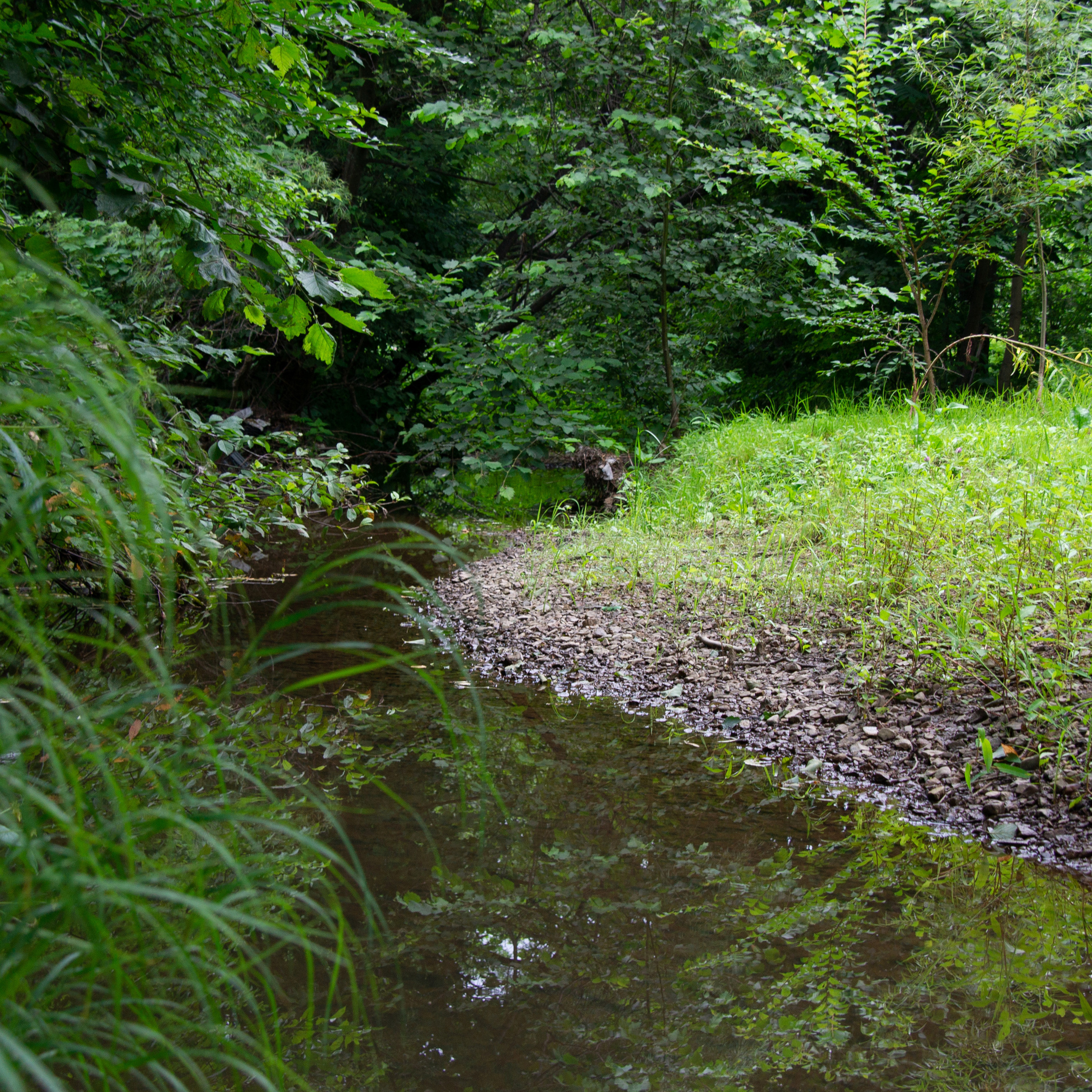 на фото  - природа Дальнего востока. Берег мелкой реки . Фотограф в Хабаровске - Татьяна Трубникова