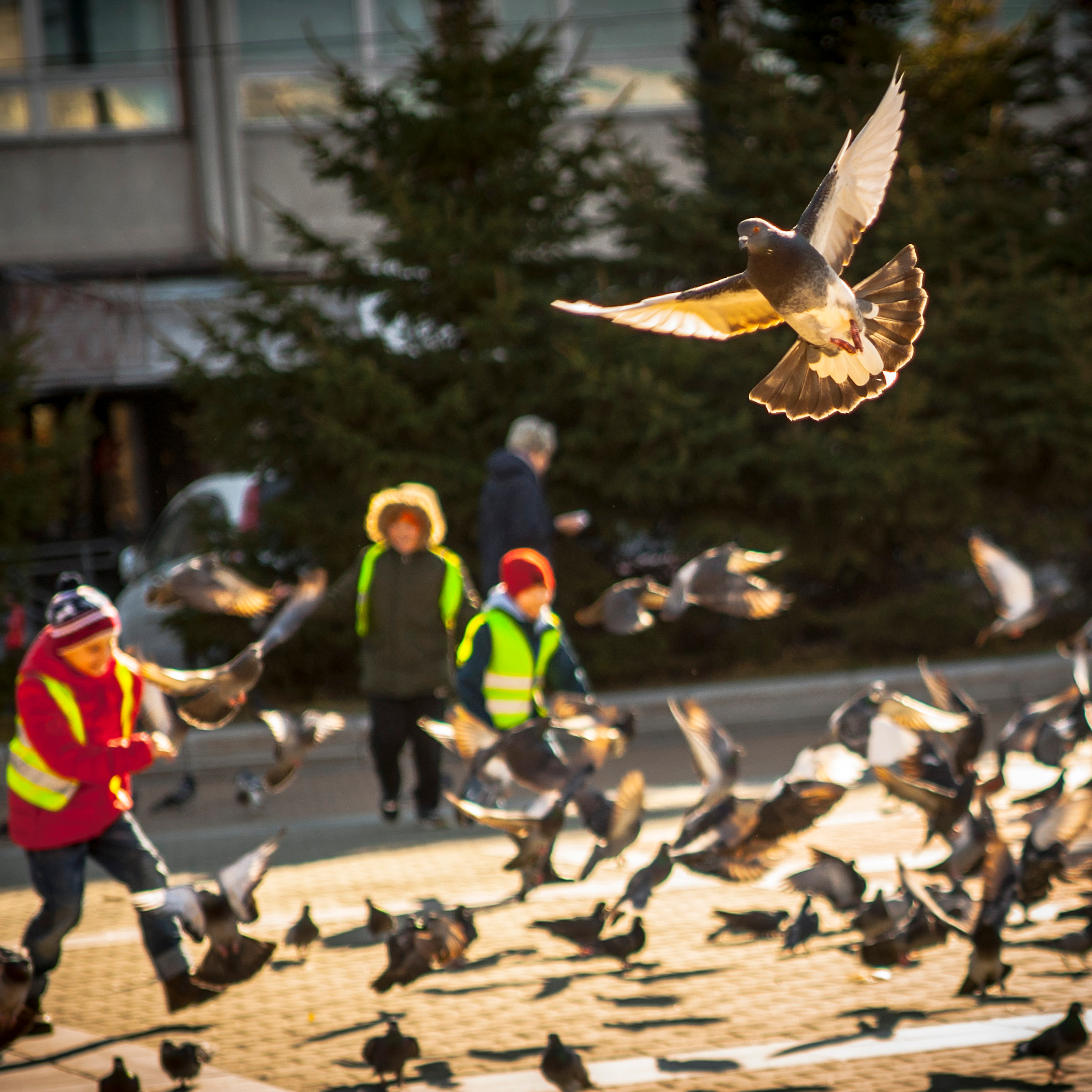 на фото  - дети, гоняющие стаю голубей. Фотограф в Хабаровске - Татьяна Трубникова
