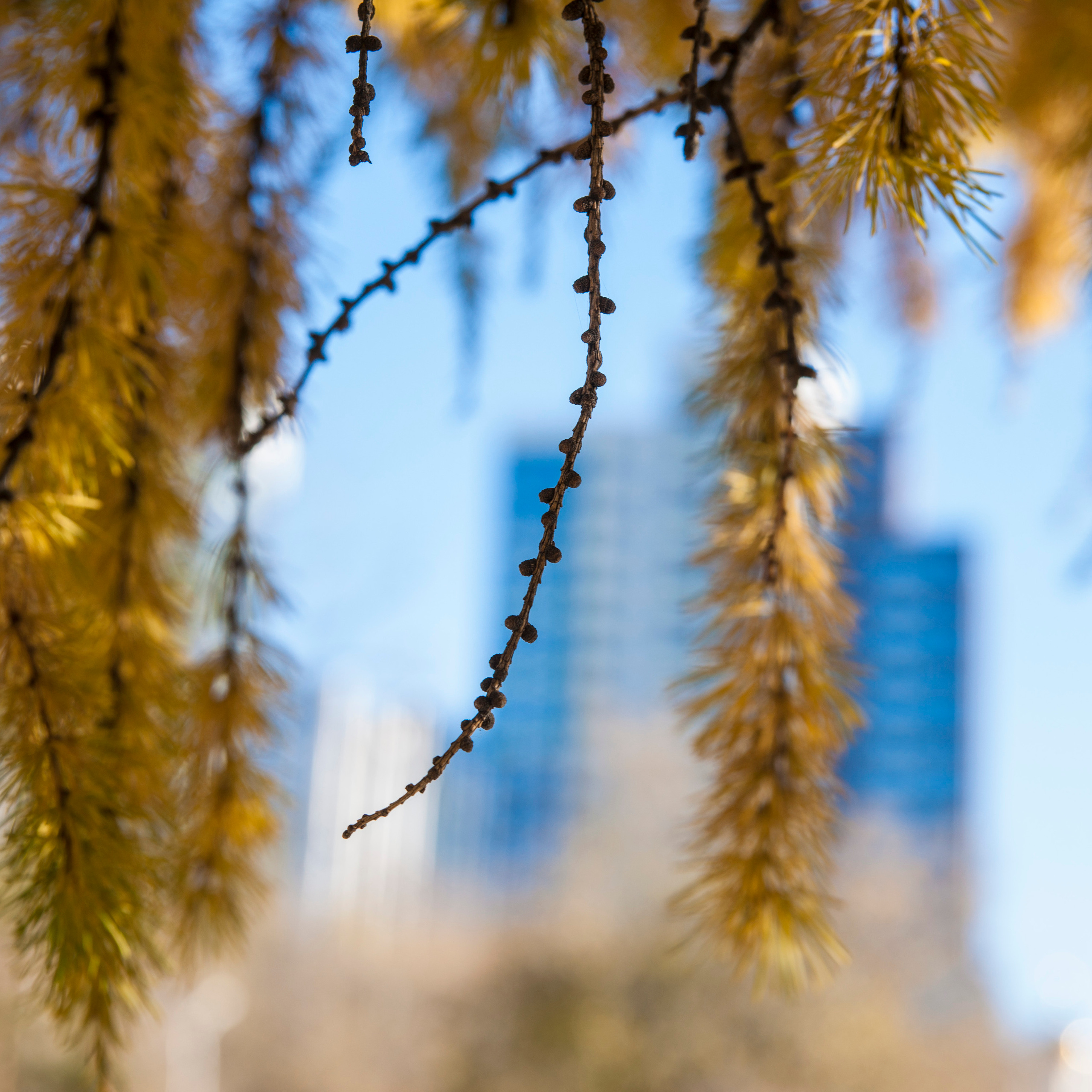 на фото  - природа Дальнего востока. Городской пейзаж . Фотограф в Хабаровске - Татьяна Трубникова