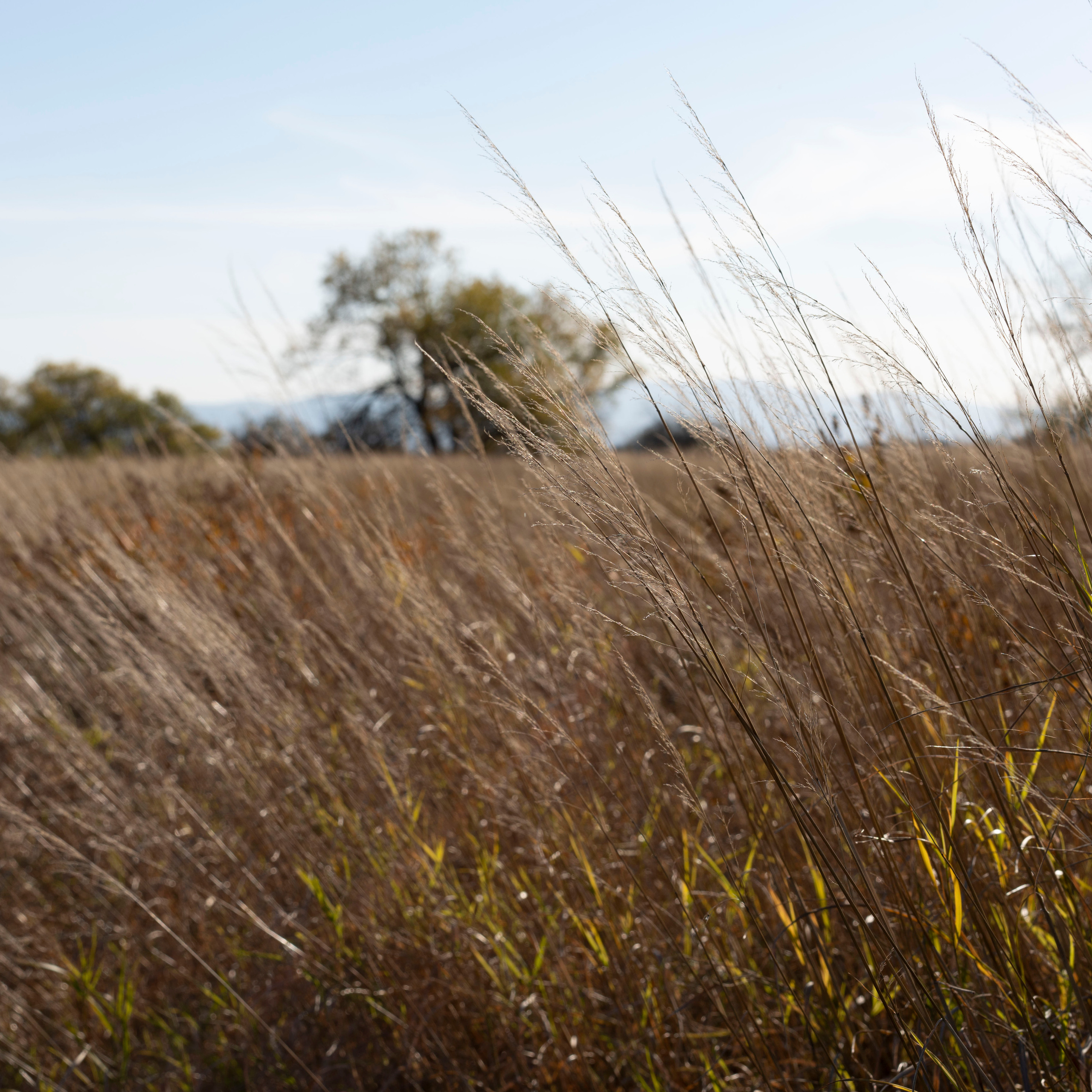 на фото  - природа Дальнего востока. Осеннее поле . Фотограф в Хабаровске - Татьяна Трубникова