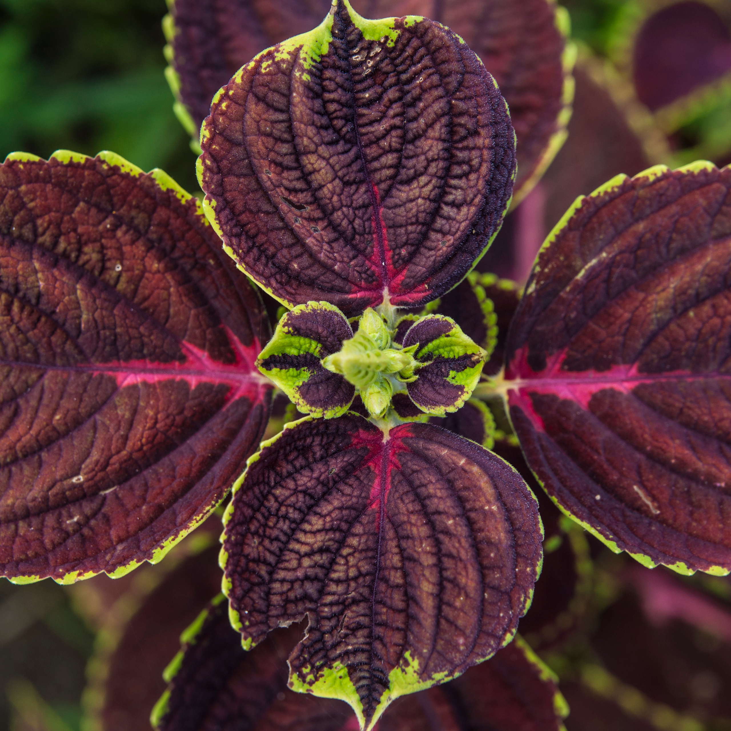 на фото  - природа Дальнего востока. Красивое растение . Фотограф в Хабаровске - Татьяна Трубникова