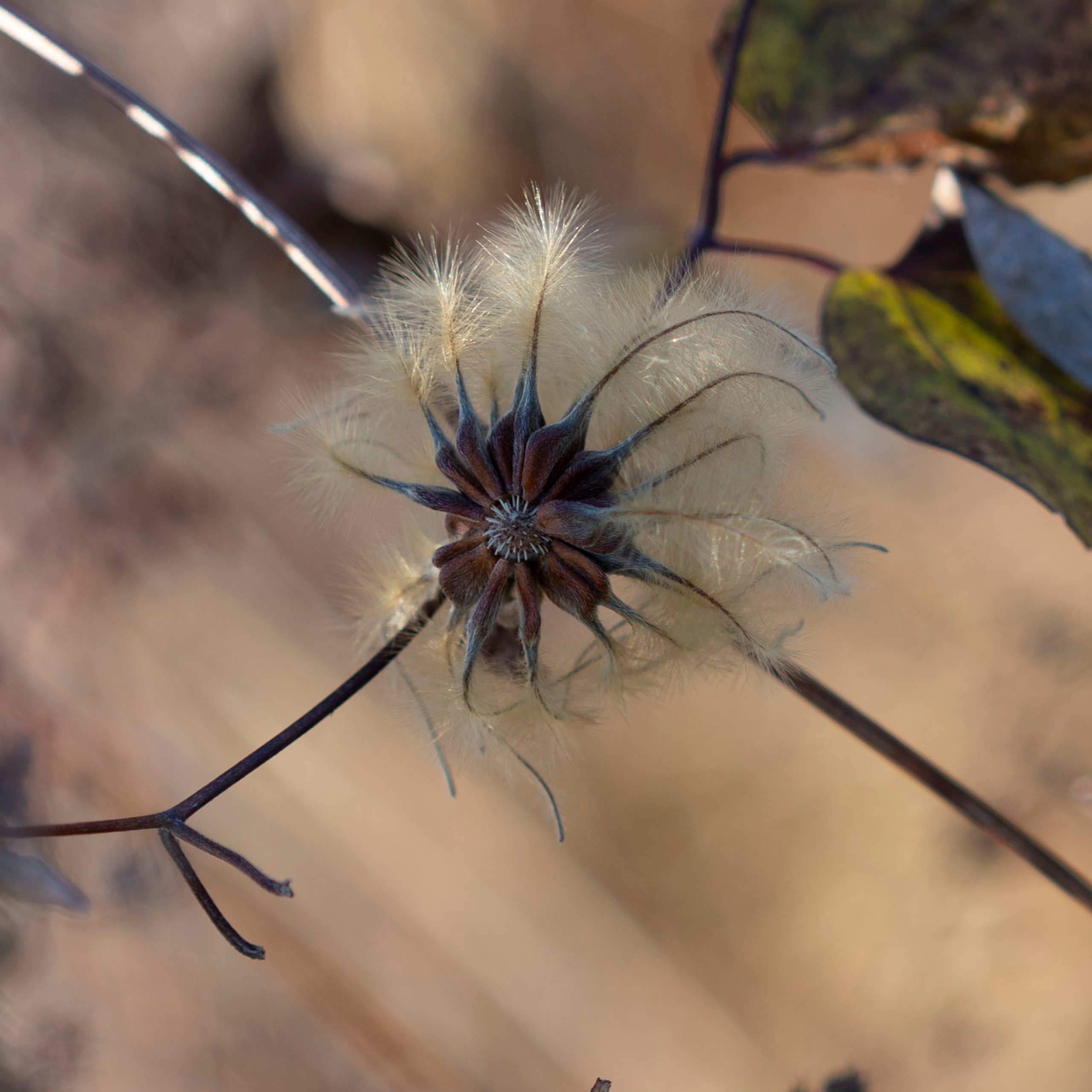 на фото  - природа Дальнего востока. Цветок  в поле . Фотограф в Хабаровске - Татьяна Трубникова