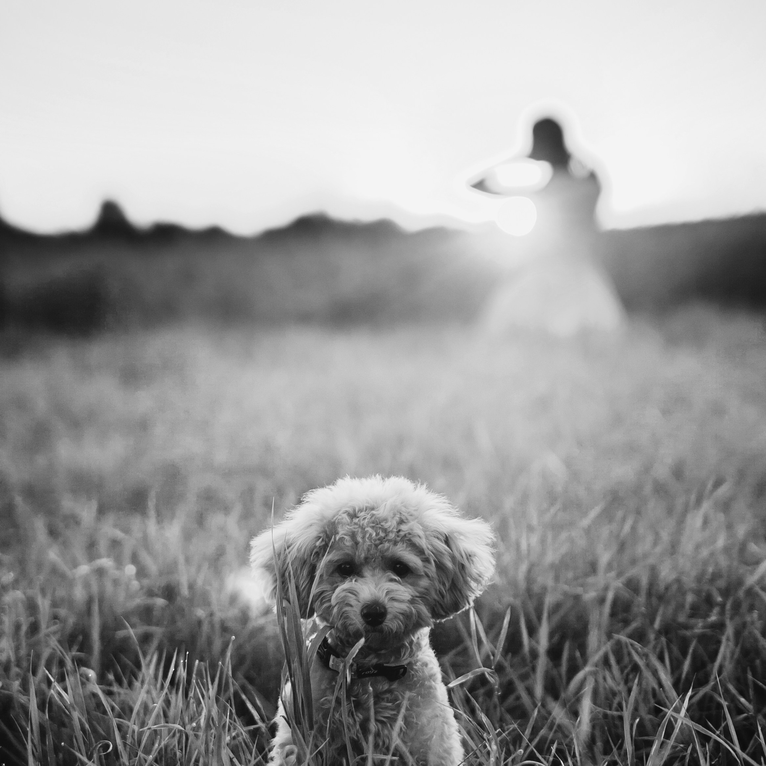 Девушка, закат, собака