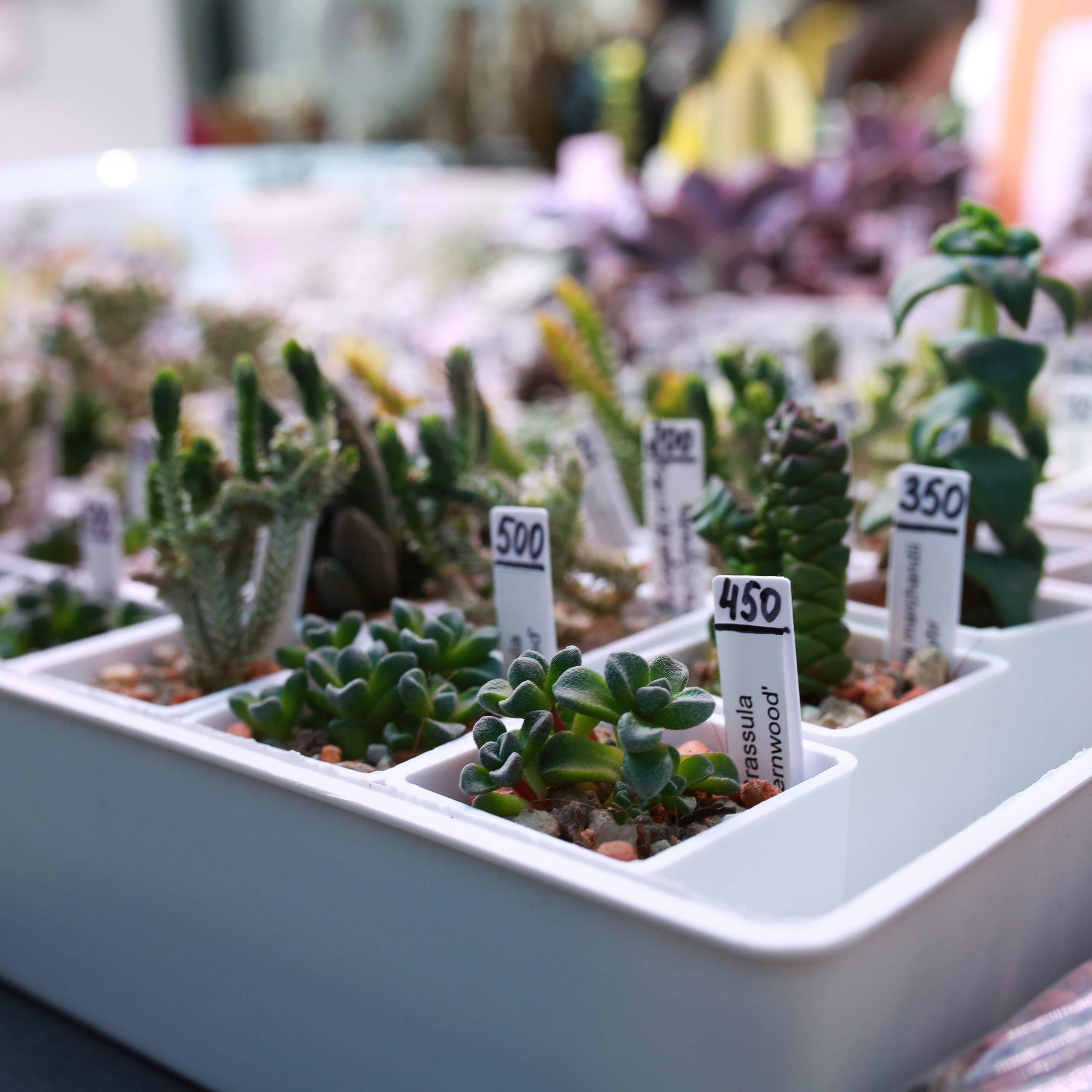 Отзывы. Репортажный и портретный фотограф Полина Ершова