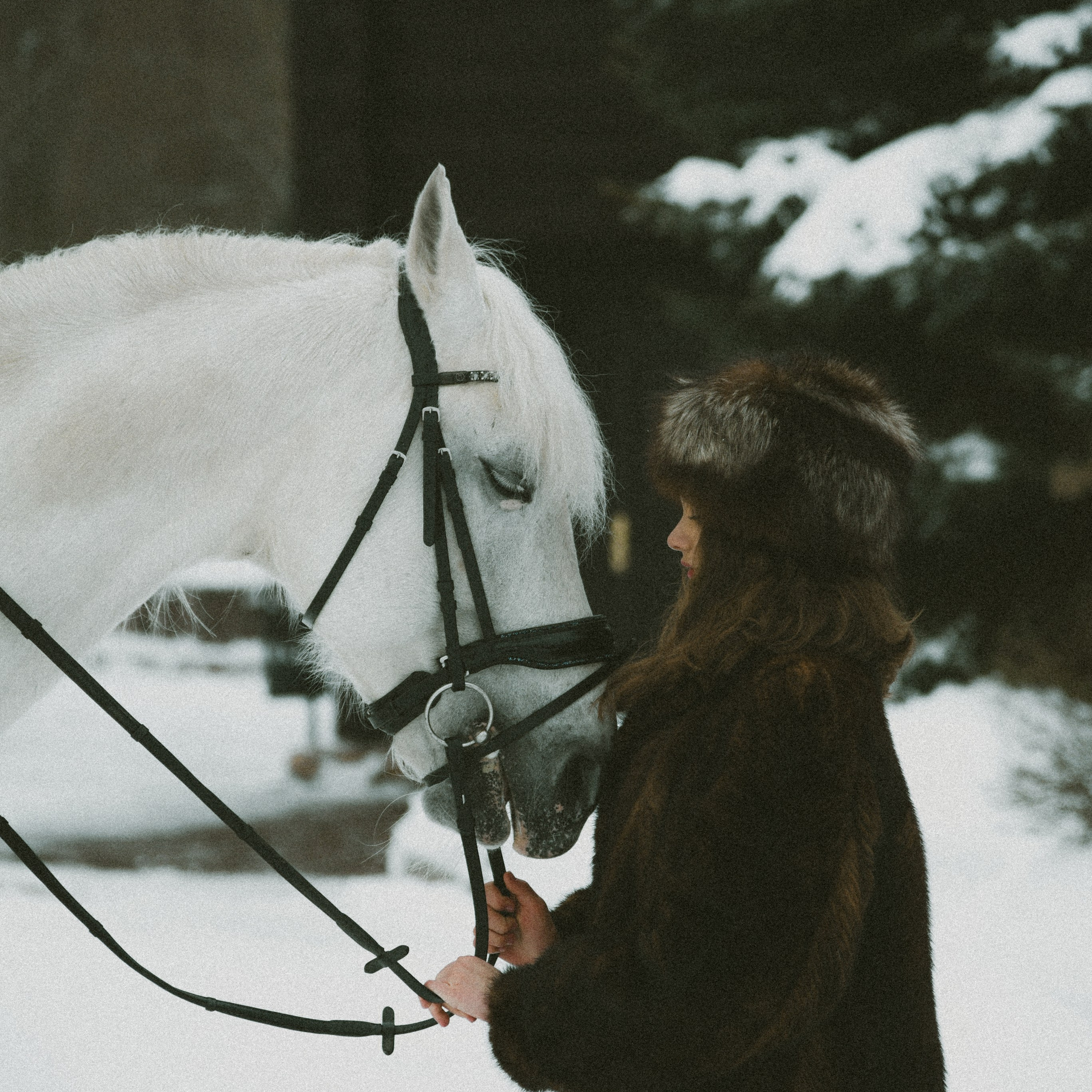 Анастасия зима с лошадьми. ФОТОГРАФ СЕРГЕЕВА МАРИЯ