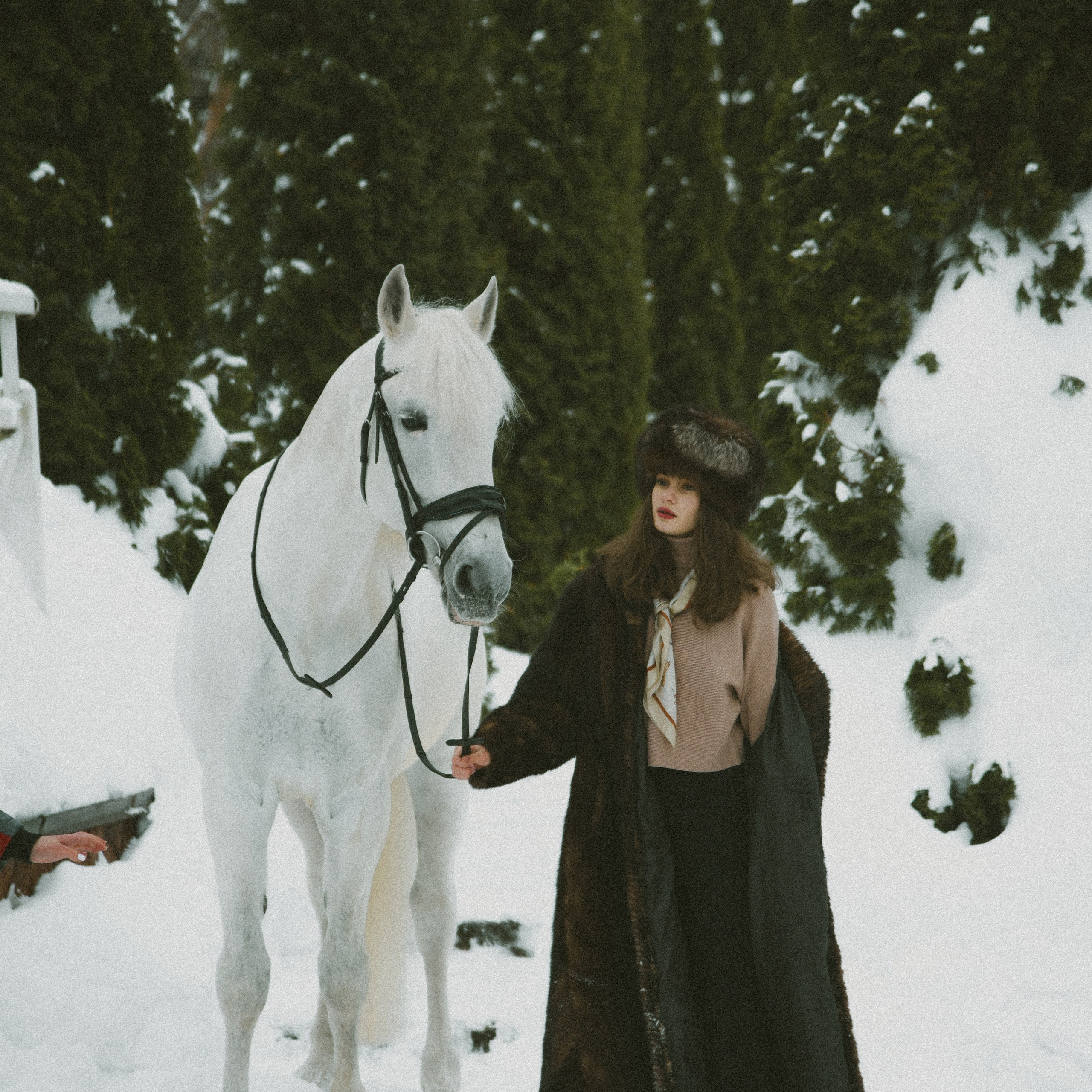Анастасия зима с лошадьми. ФОТОГРАФ СЕРГЕЕВА МАРИЯ