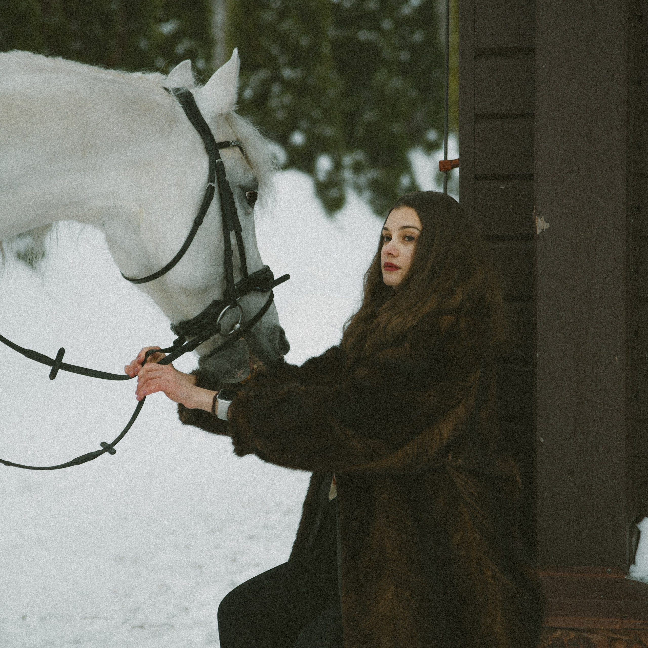 Анастасия зима с лошадьми. ФОТОГРАФ СЕРГЕЕВА МАРИЯ