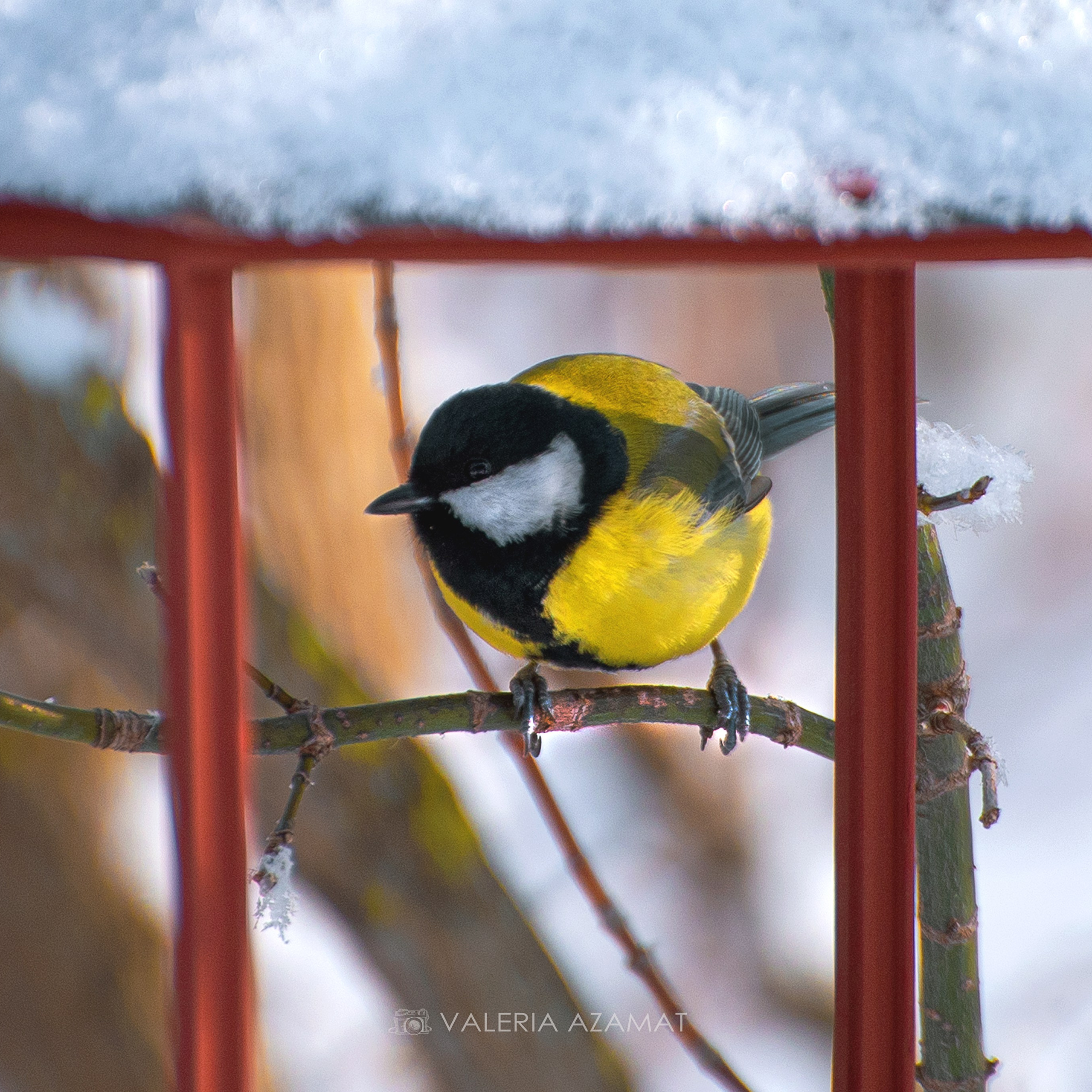Фотозарисовки. Фотограф Валерия Азамат — жизнь в каждом кадре