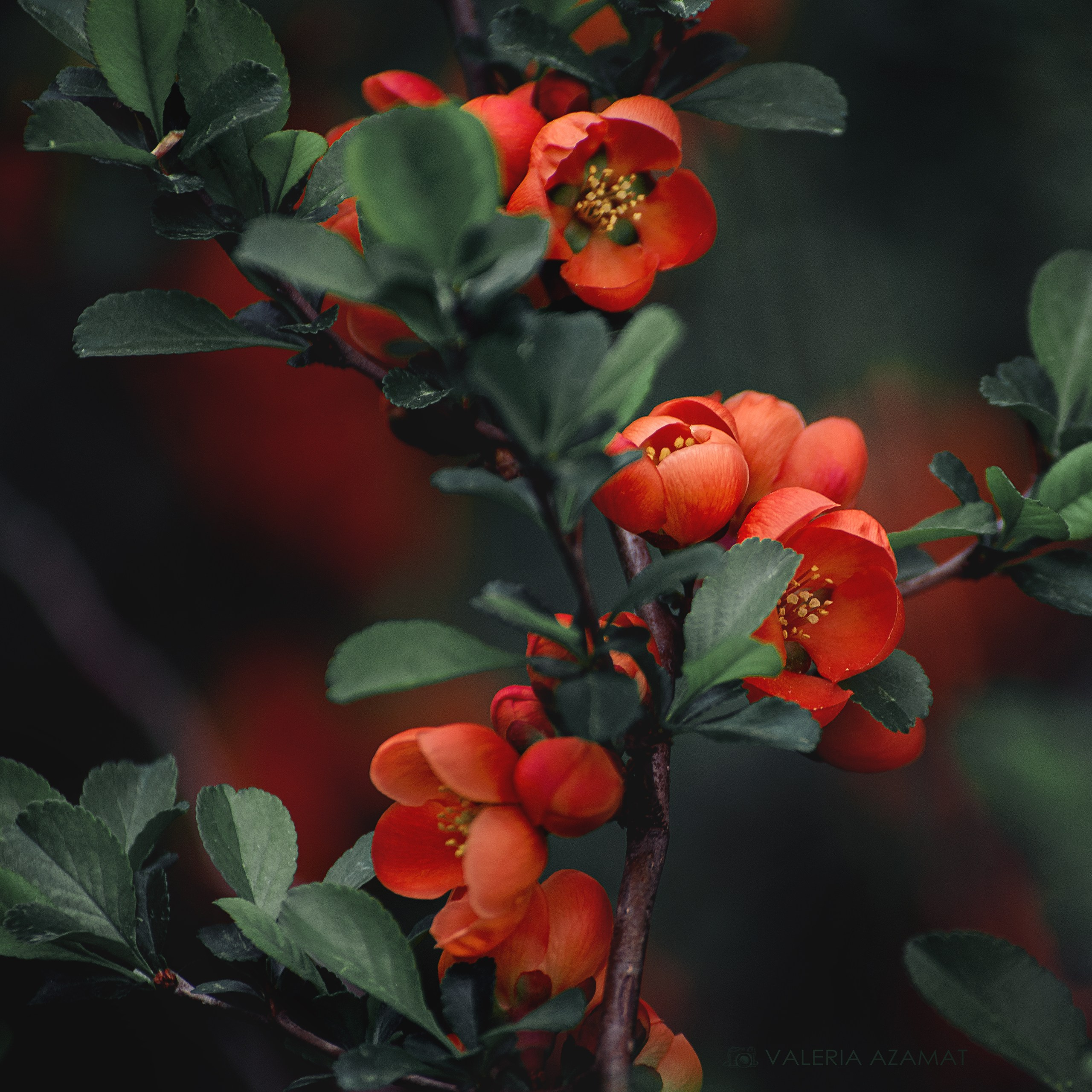 Фотозарисовки. Фотограф Валерия Азамат — жизнь в каждом кадре