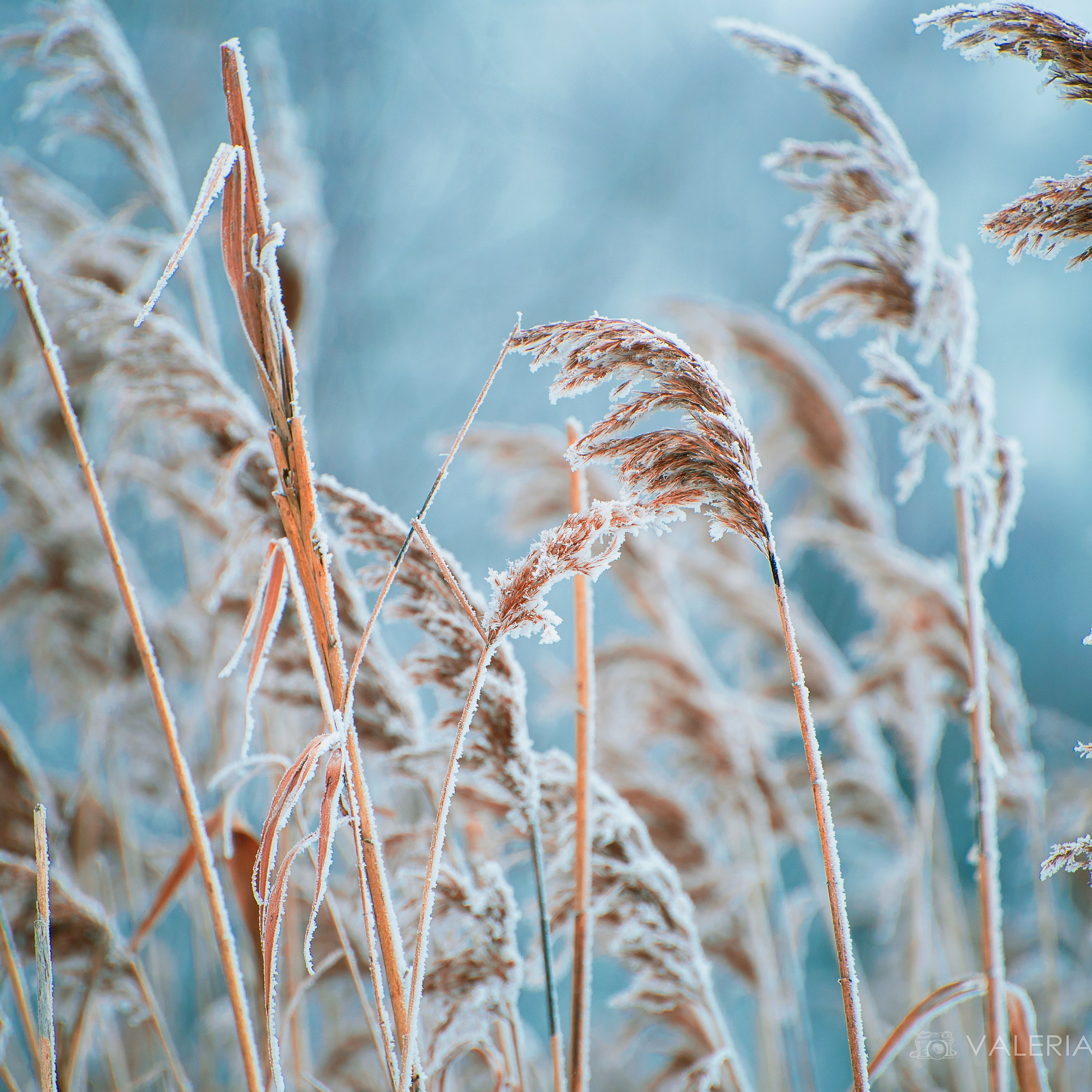 Фотозарисовки. Фотограф Валерия Азамат — жизнь в каждом кадре