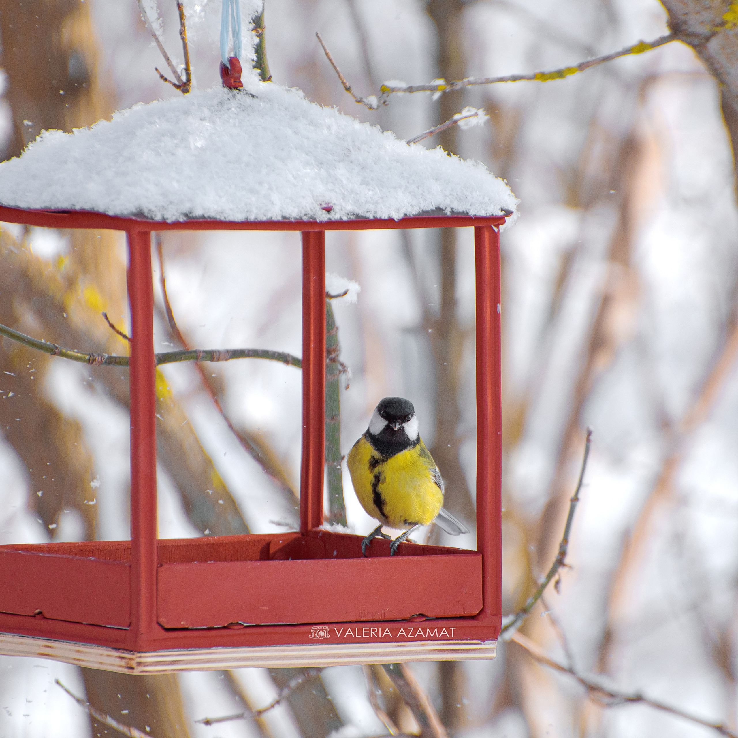 Фотозарисовки. Фотограф Валерия Азамат — жизнь в каждом кадре