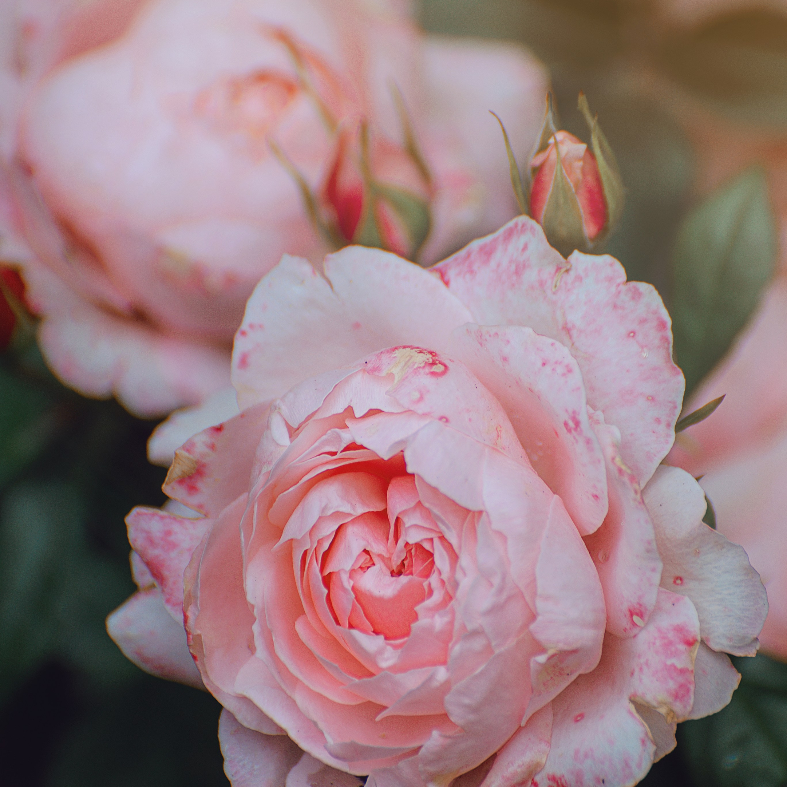 Фотозарисовки. Фотограф Валерия Азамат — жизнь в каждом кадре