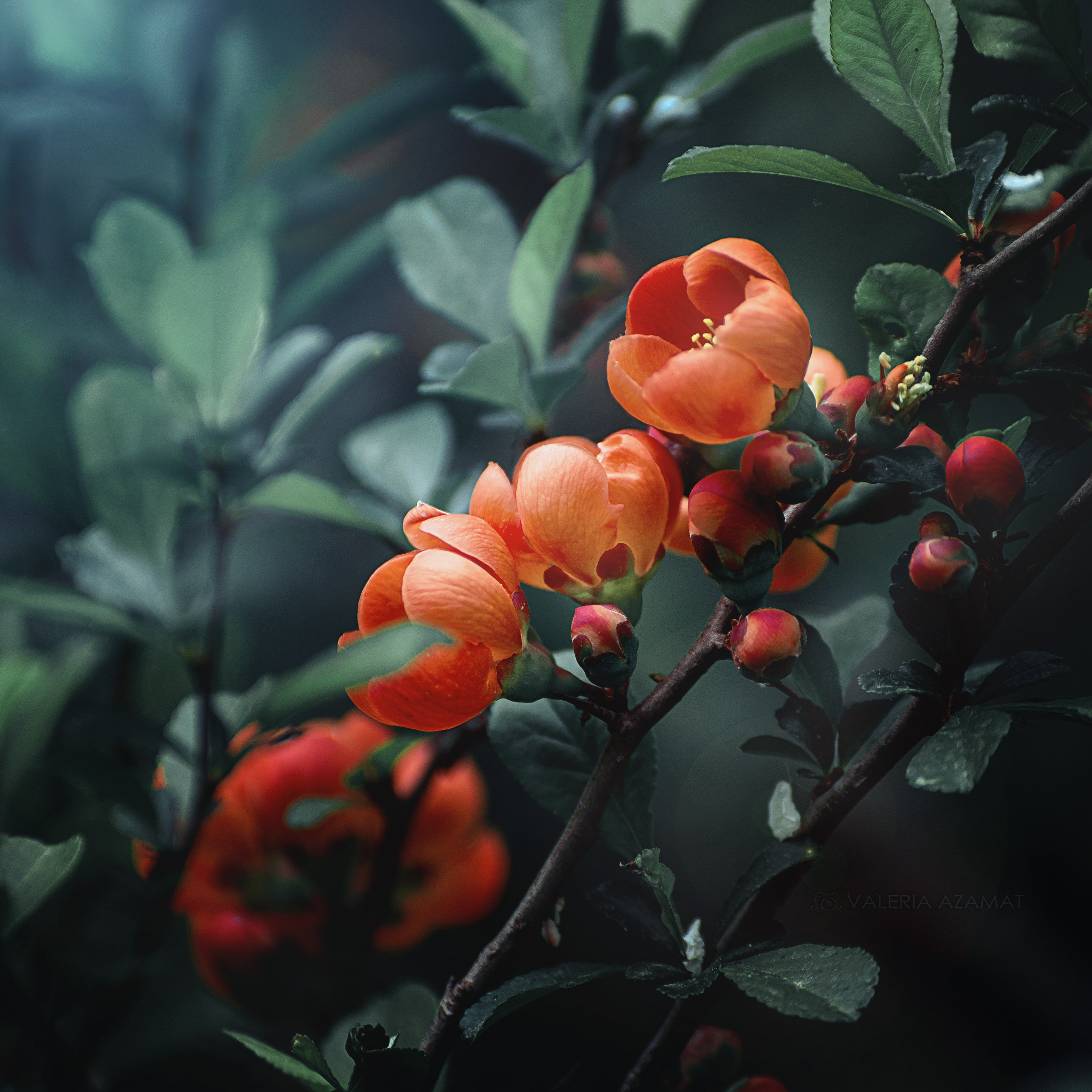 Фотозарисовки. Фотограф Валерия Азамат — жизнь в каждом кадре