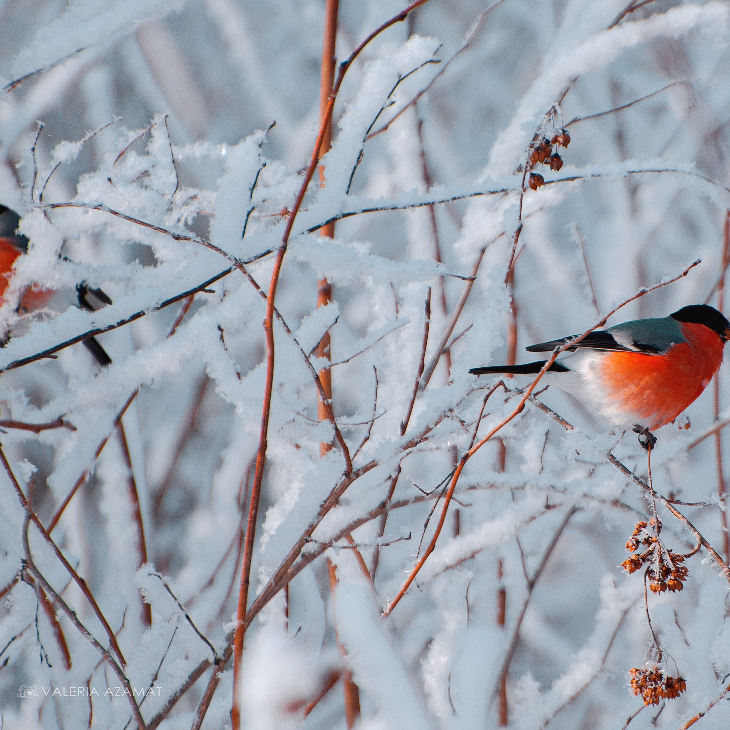 Фотозарисовки. Фотограф Валерия Азамат — жизнь в каждом кадре