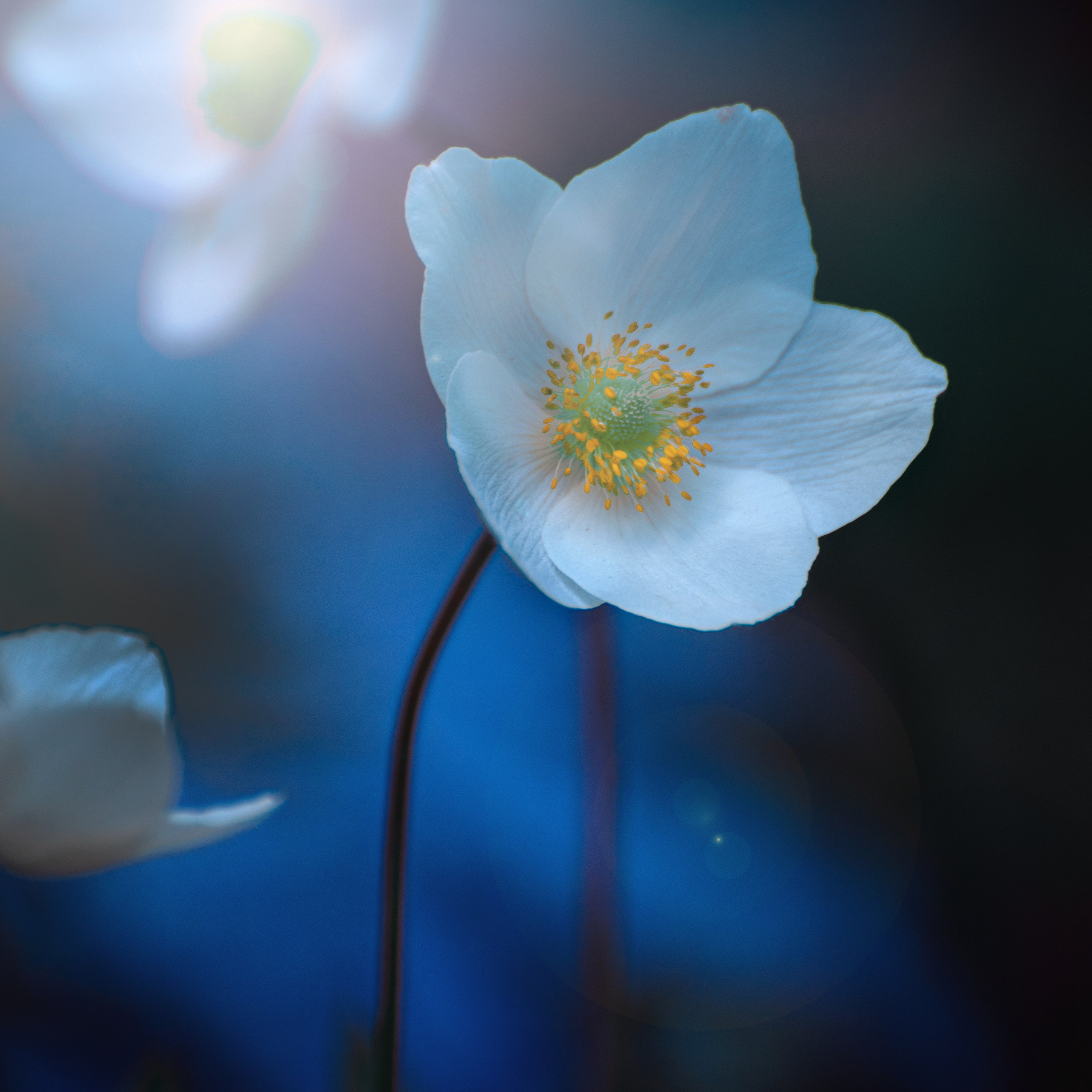 Фотозарисовки. Фотограф Валерия Азамат — жизнь в каждом кадре