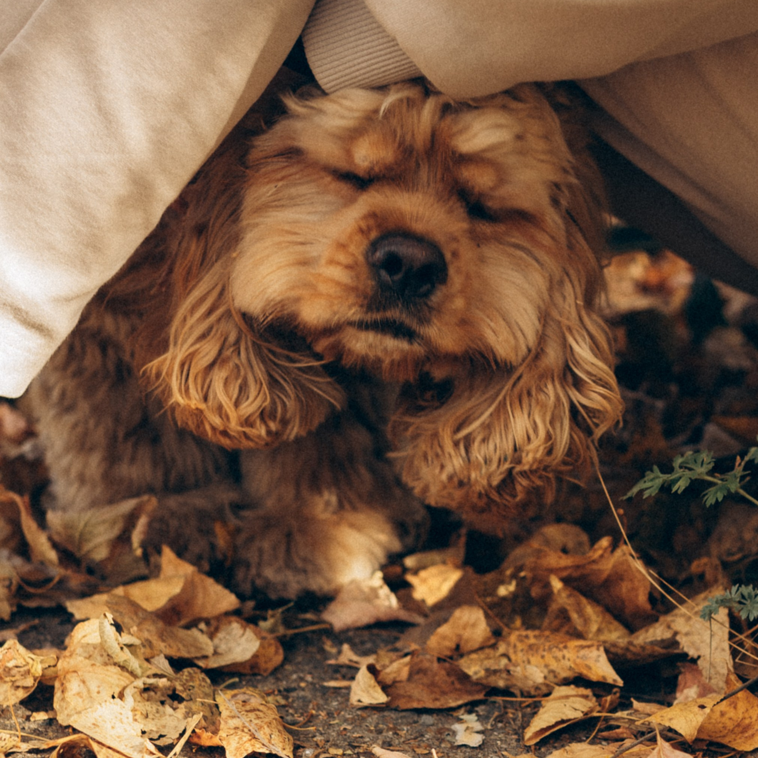 Саша Леся и Чипс