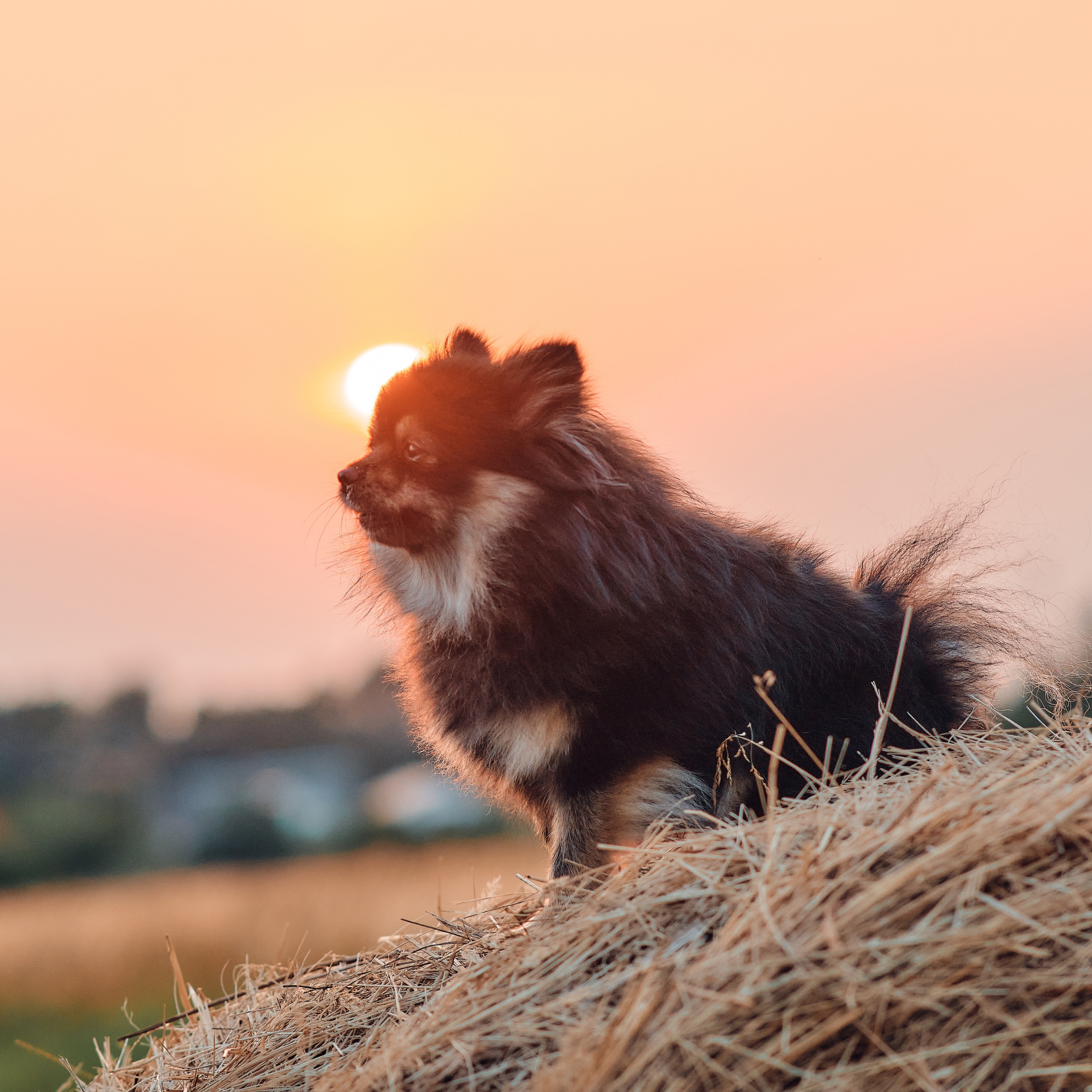 ПроХвостики