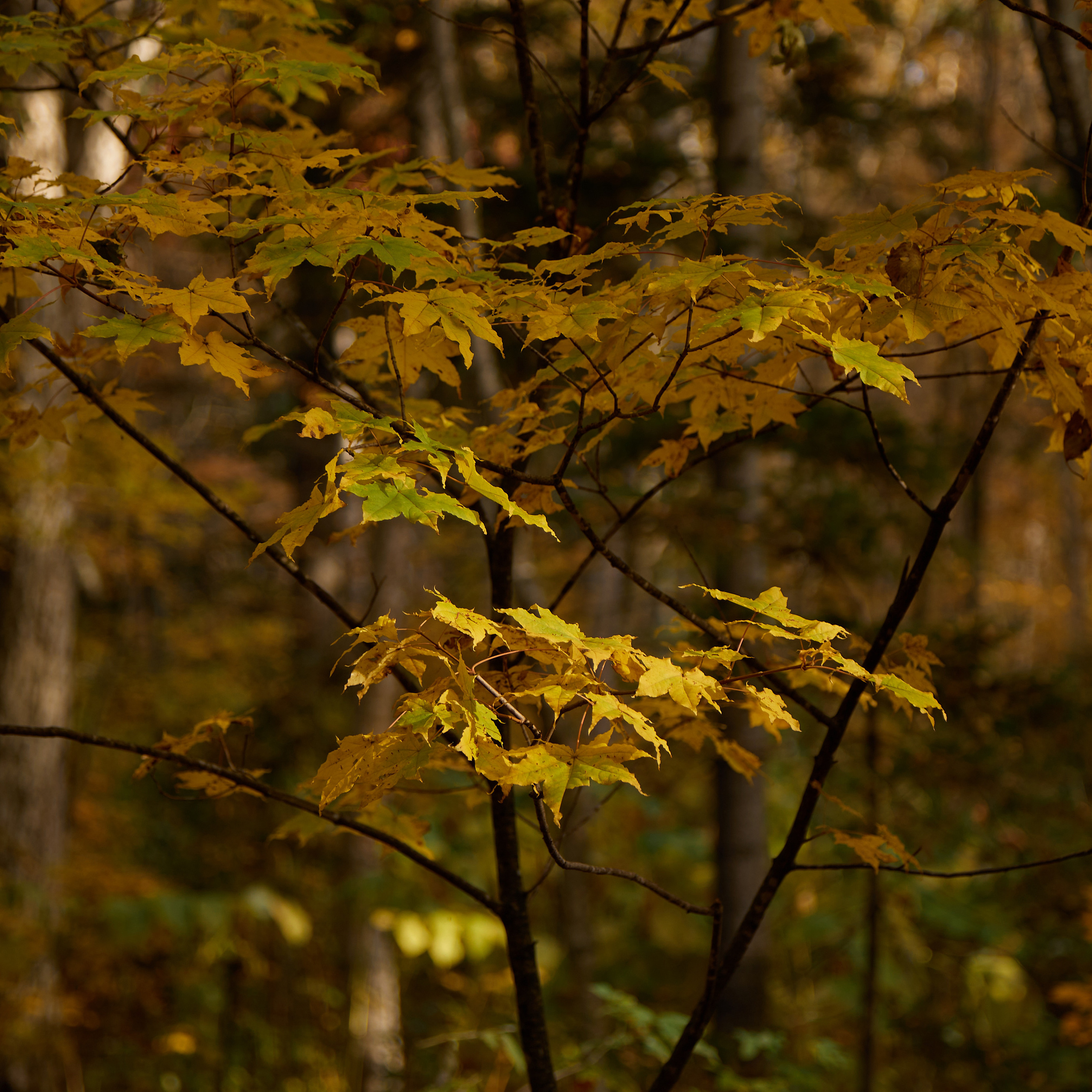 Отзывы. Фотограф в Южно-Сахалинске Вадим Бороненков