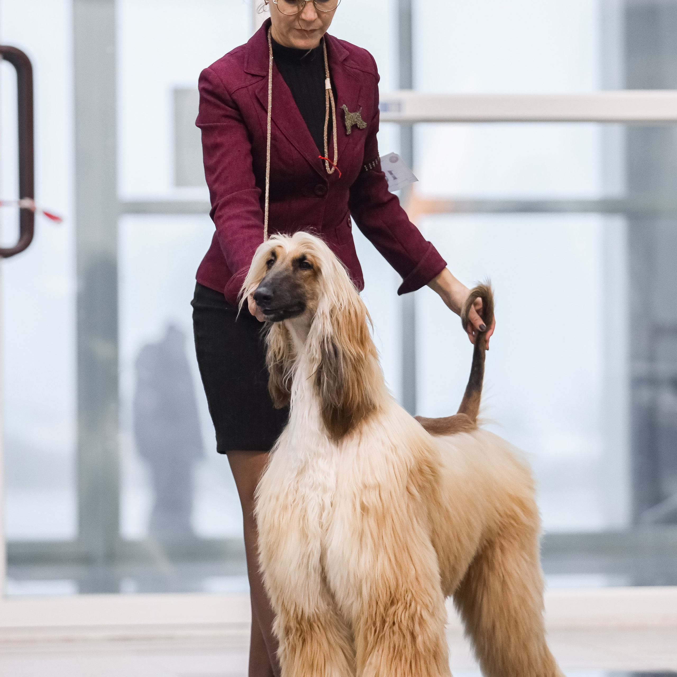 Международная выставка собак СACIB FCI 29-30.11.2025