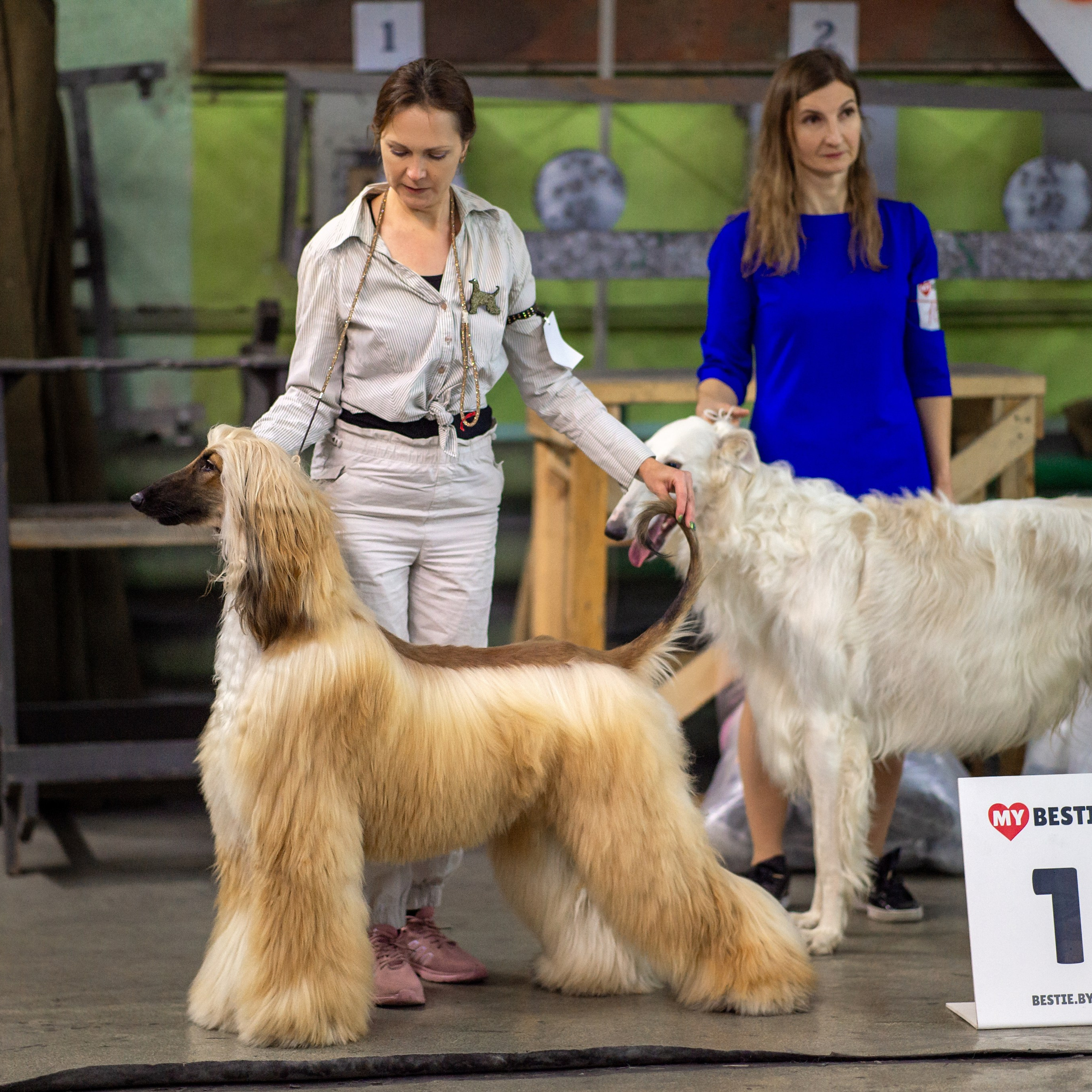 07.11.2025 Клуб Хобби Республиканская выставка собак всех пород