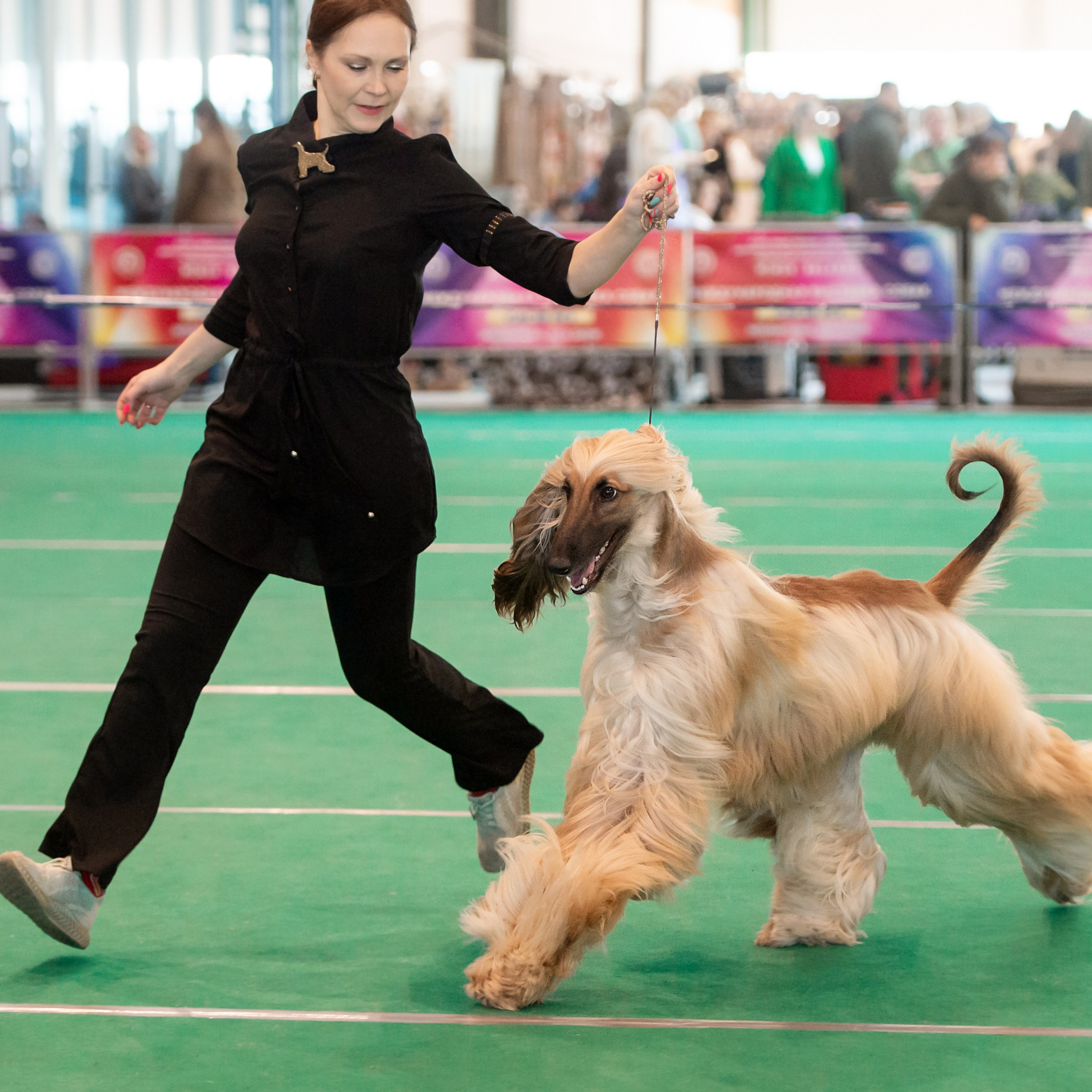 Международная выставка собак 01.03.2026