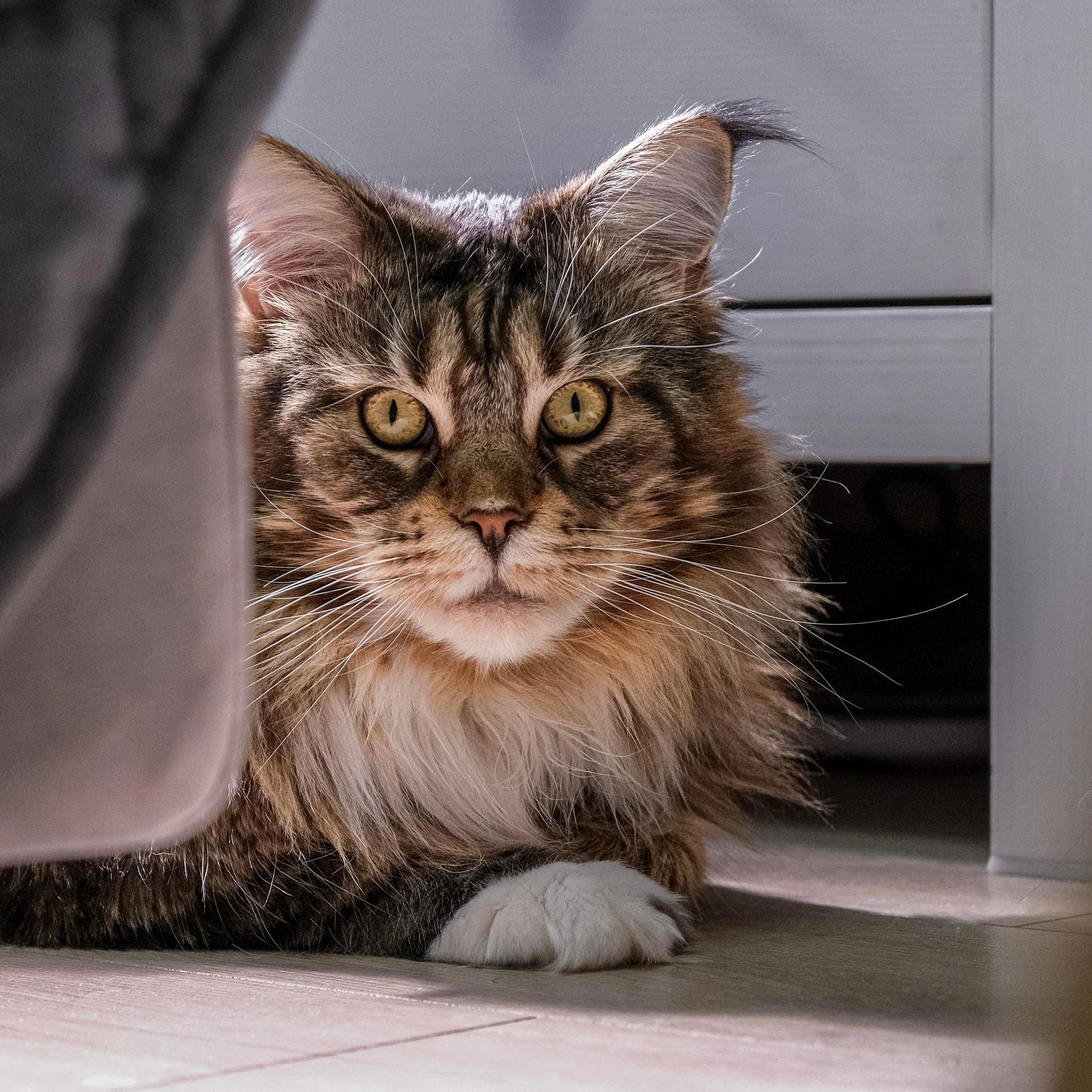 Съёмка животных