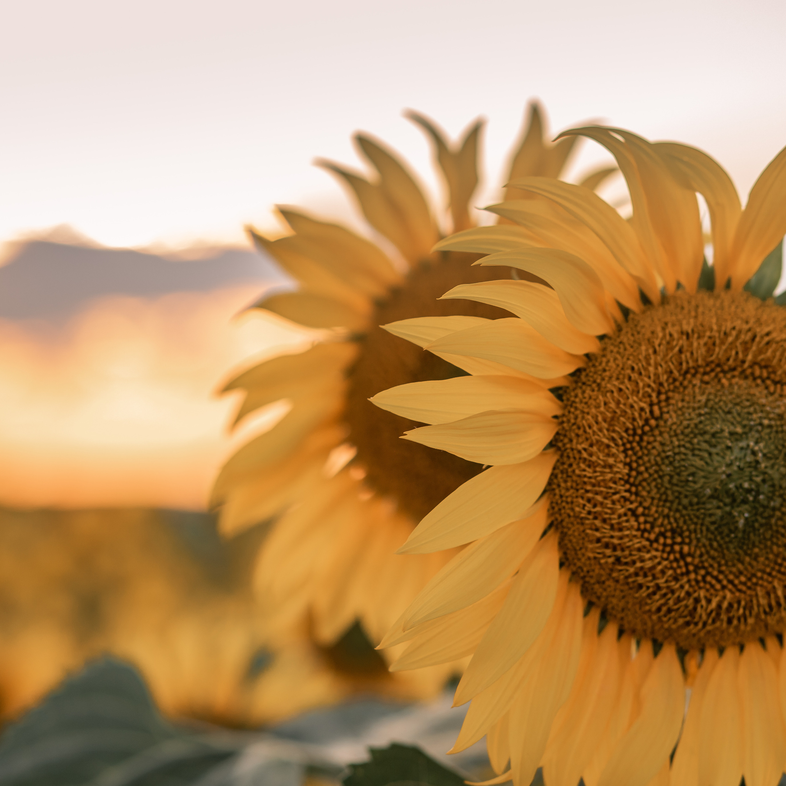 Отзывы. Детский и семейный фотограф в Красноярске Юлия Бирюкова