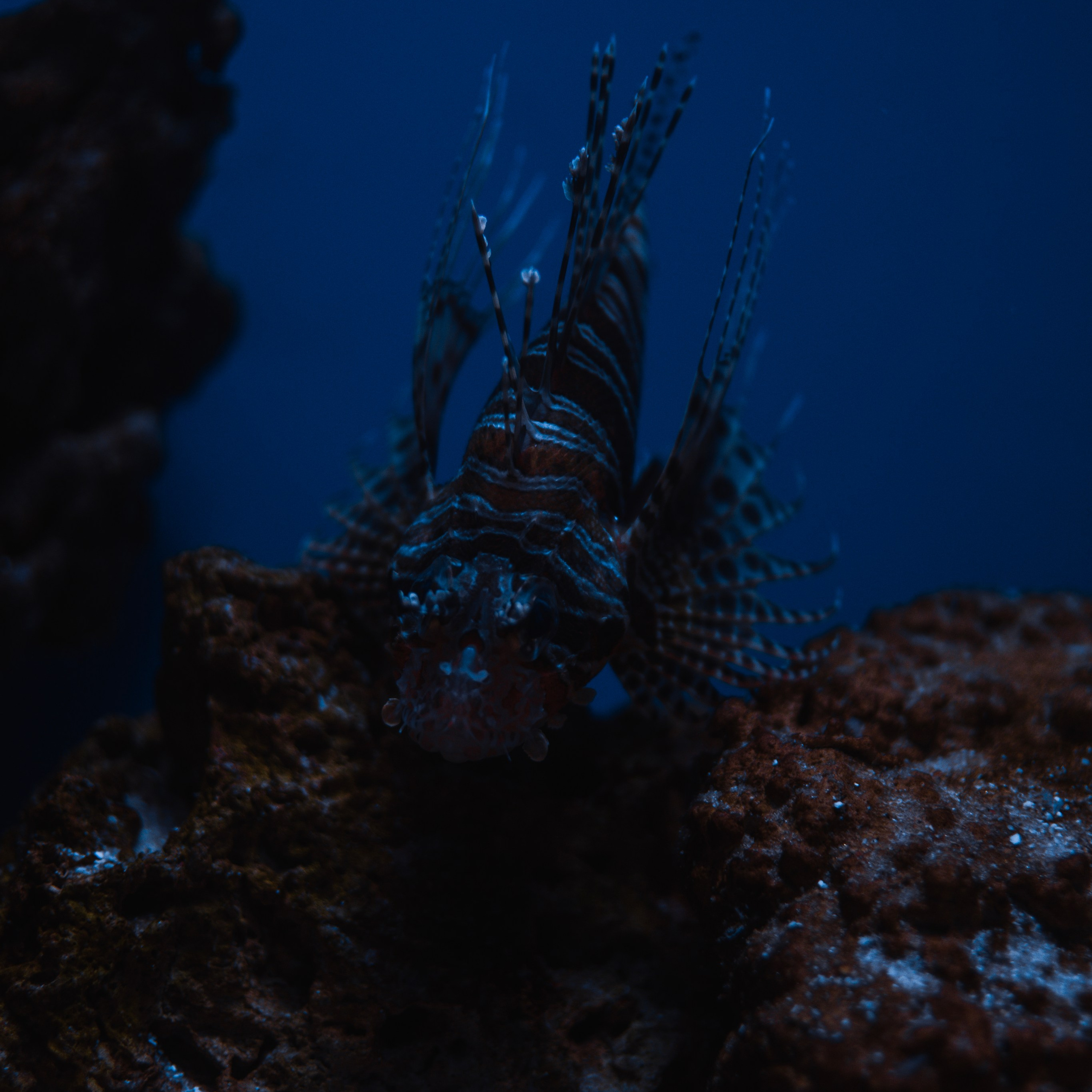 Океанариум