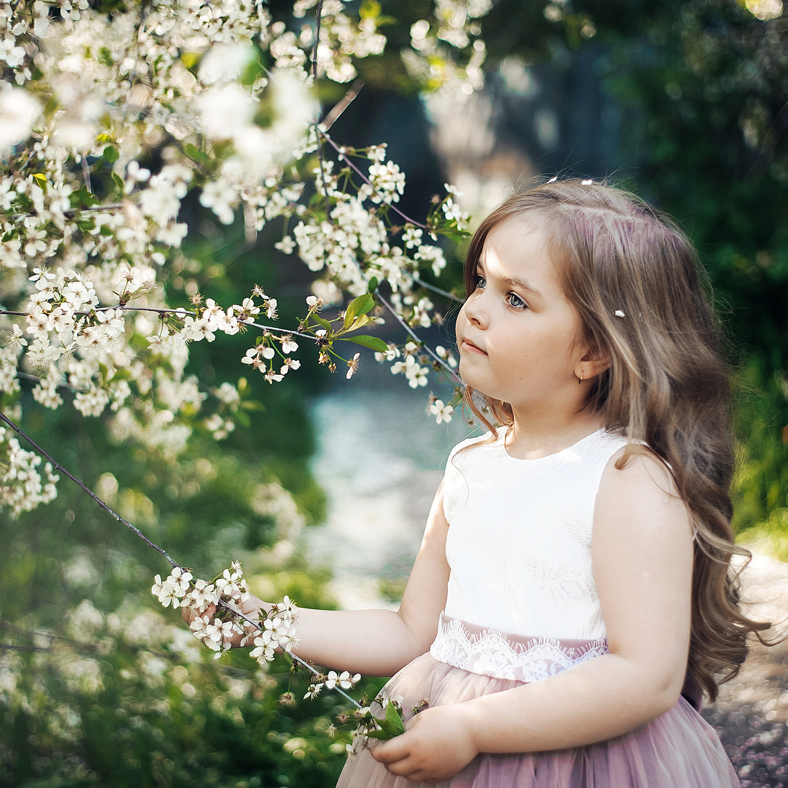 Майские вишни