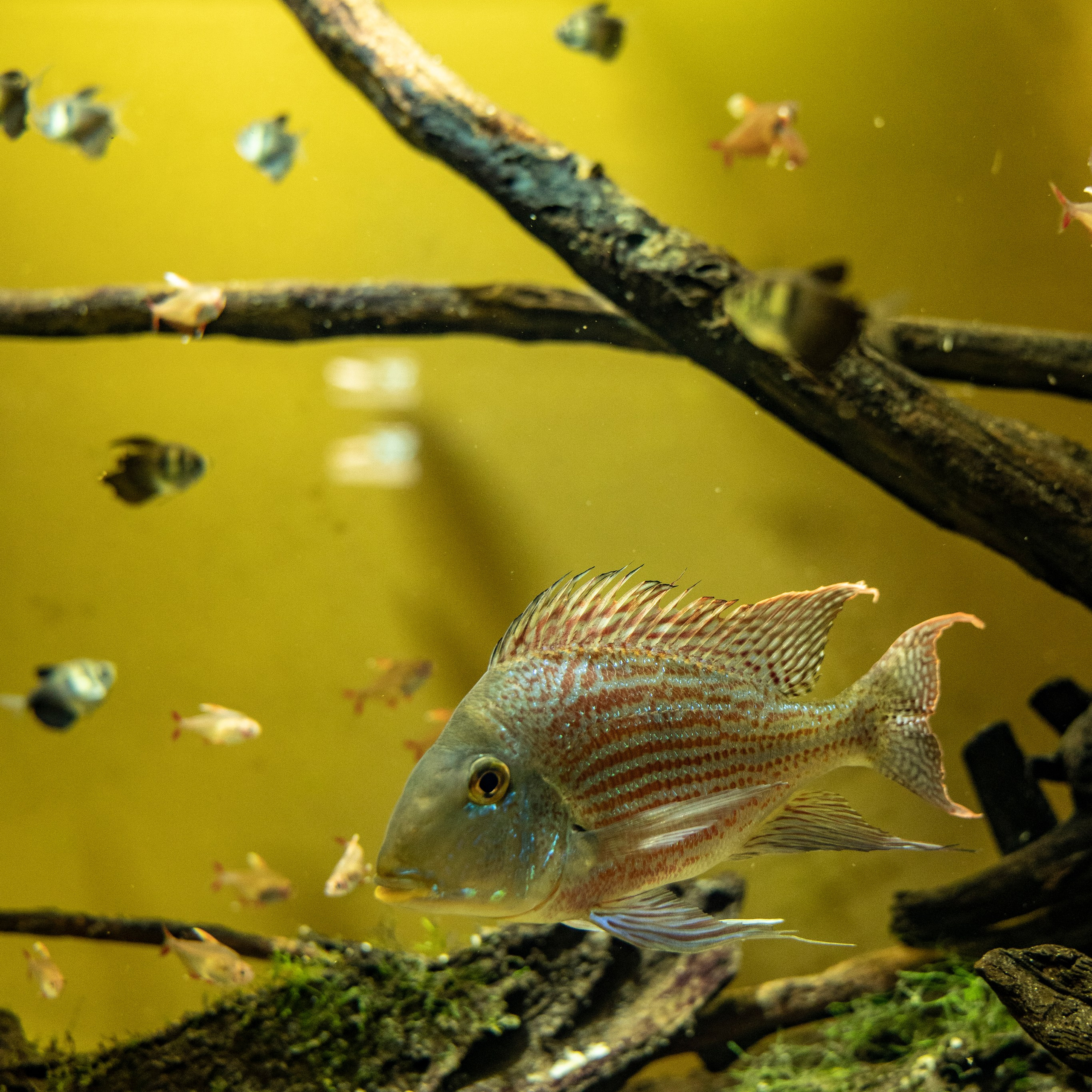 Фотограф-видеограф. Предметные, портретные и репортажные съемки