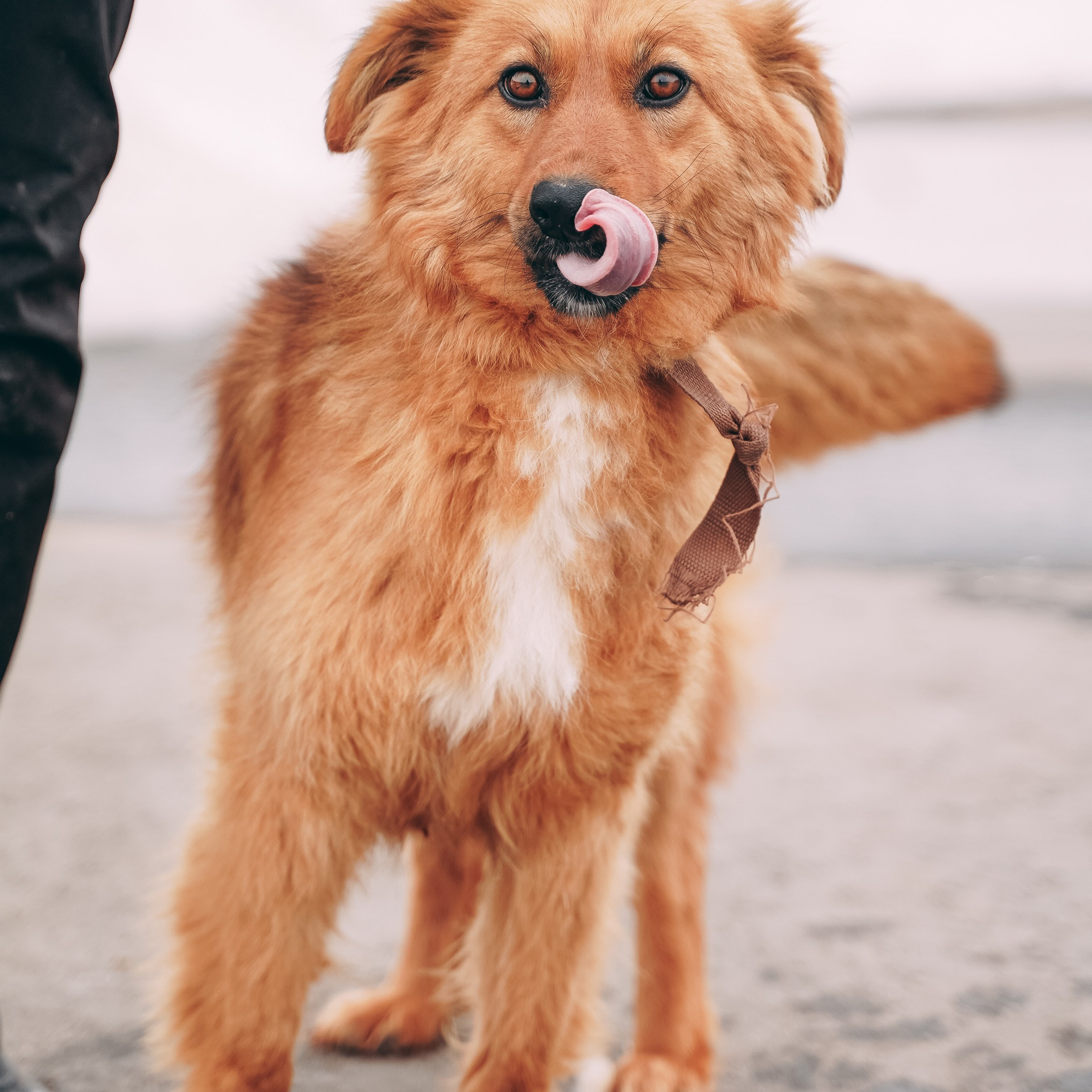 Съемка для благотворительного фонда «Дог 24»