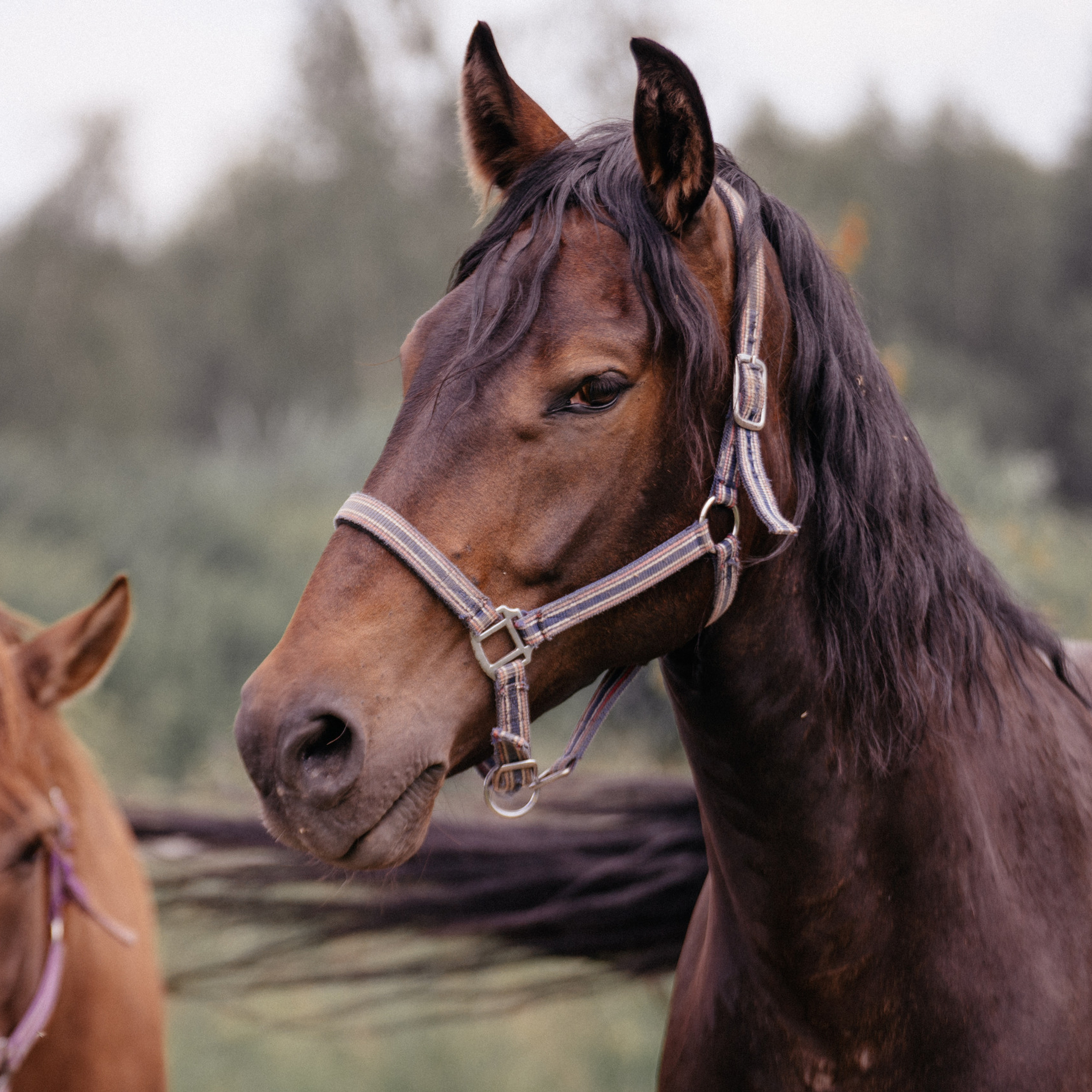 Отзывы. Фотограф-анималист, портретный фотограф в Чебоксарах Мария Садыкова