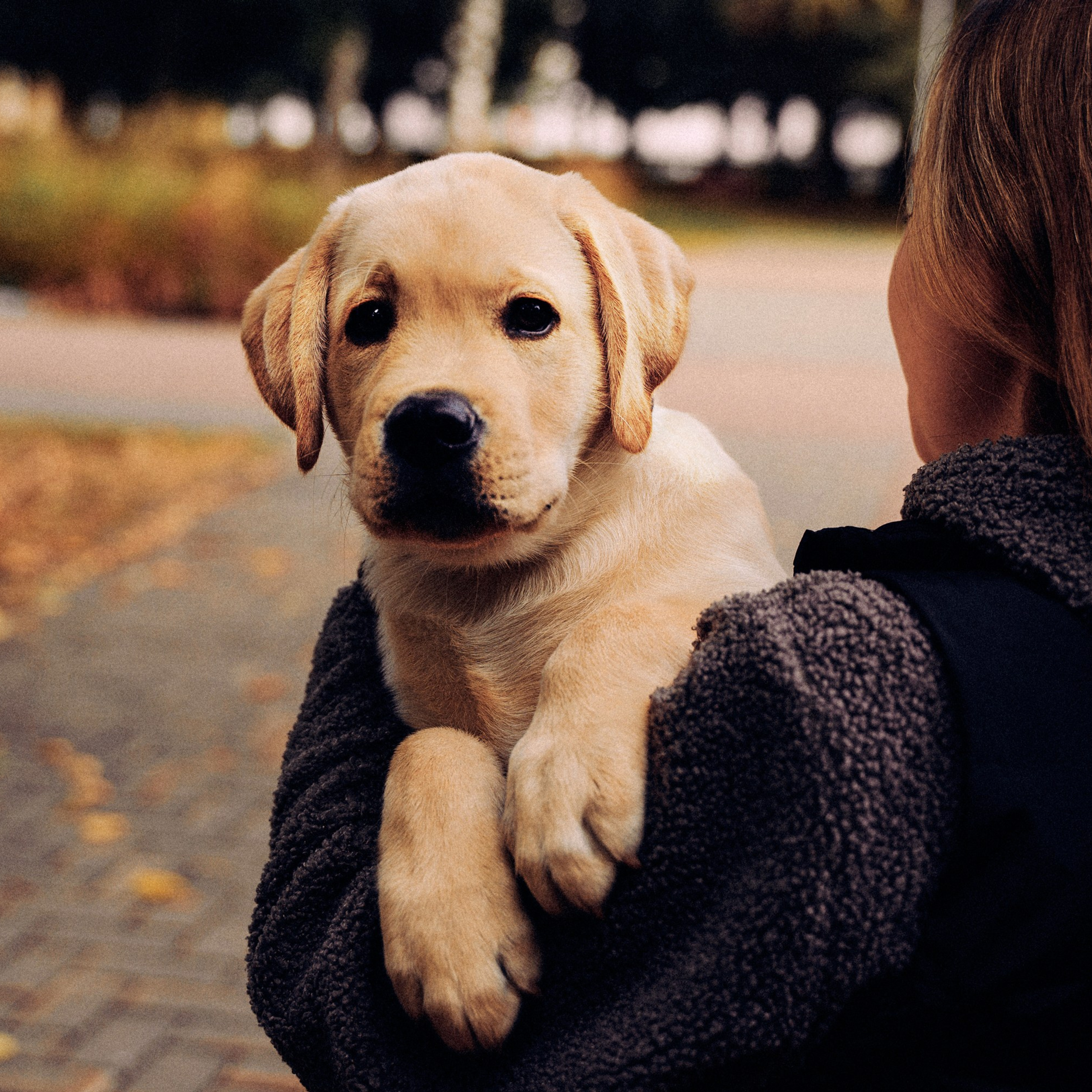 Золотой малыш