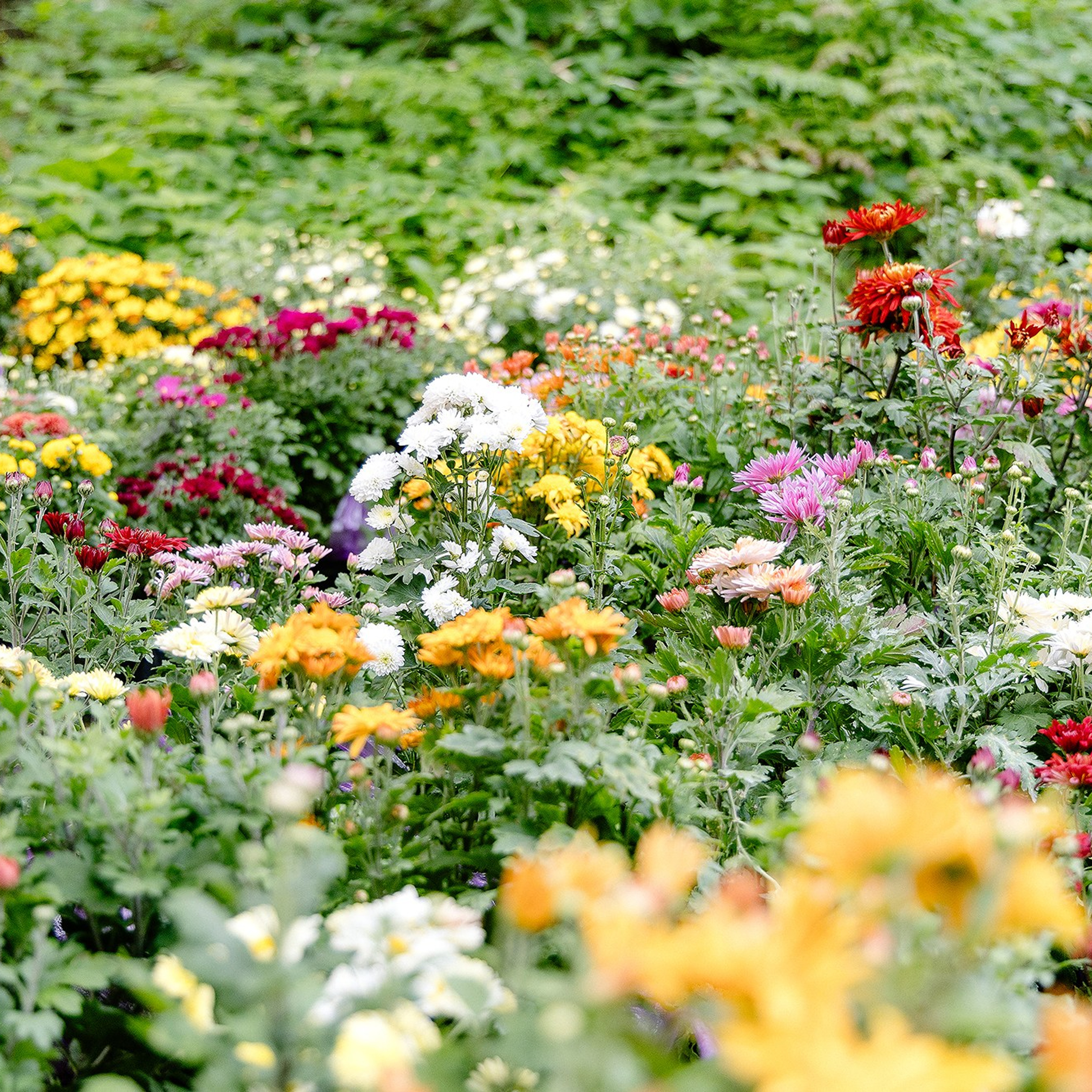 Фестиваль БОТАНИКА АРТ